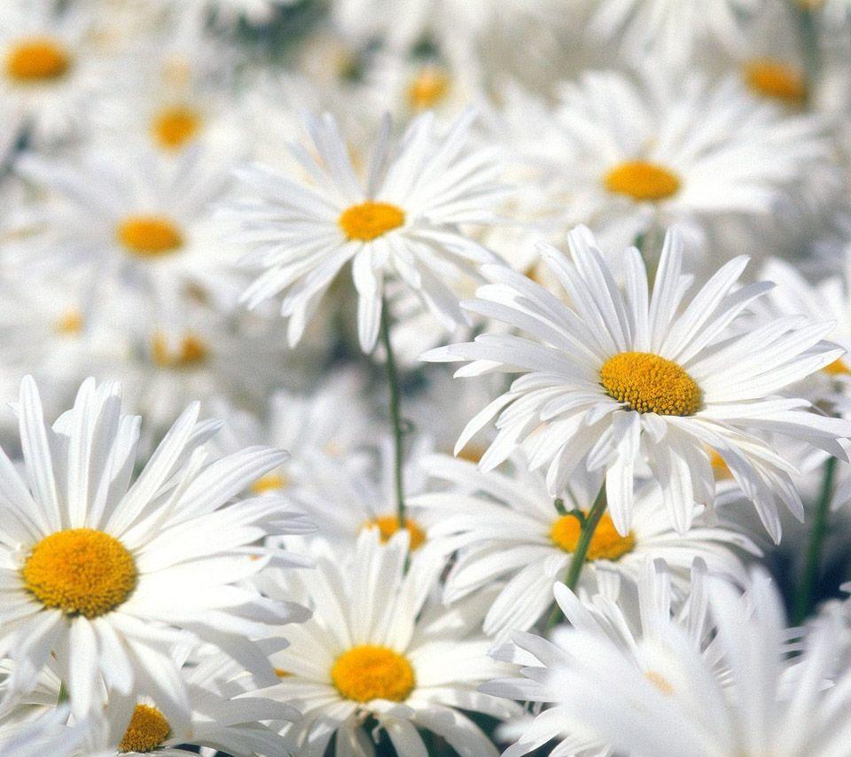 960x854 Free download flowers for flower lovers Daisy flowers