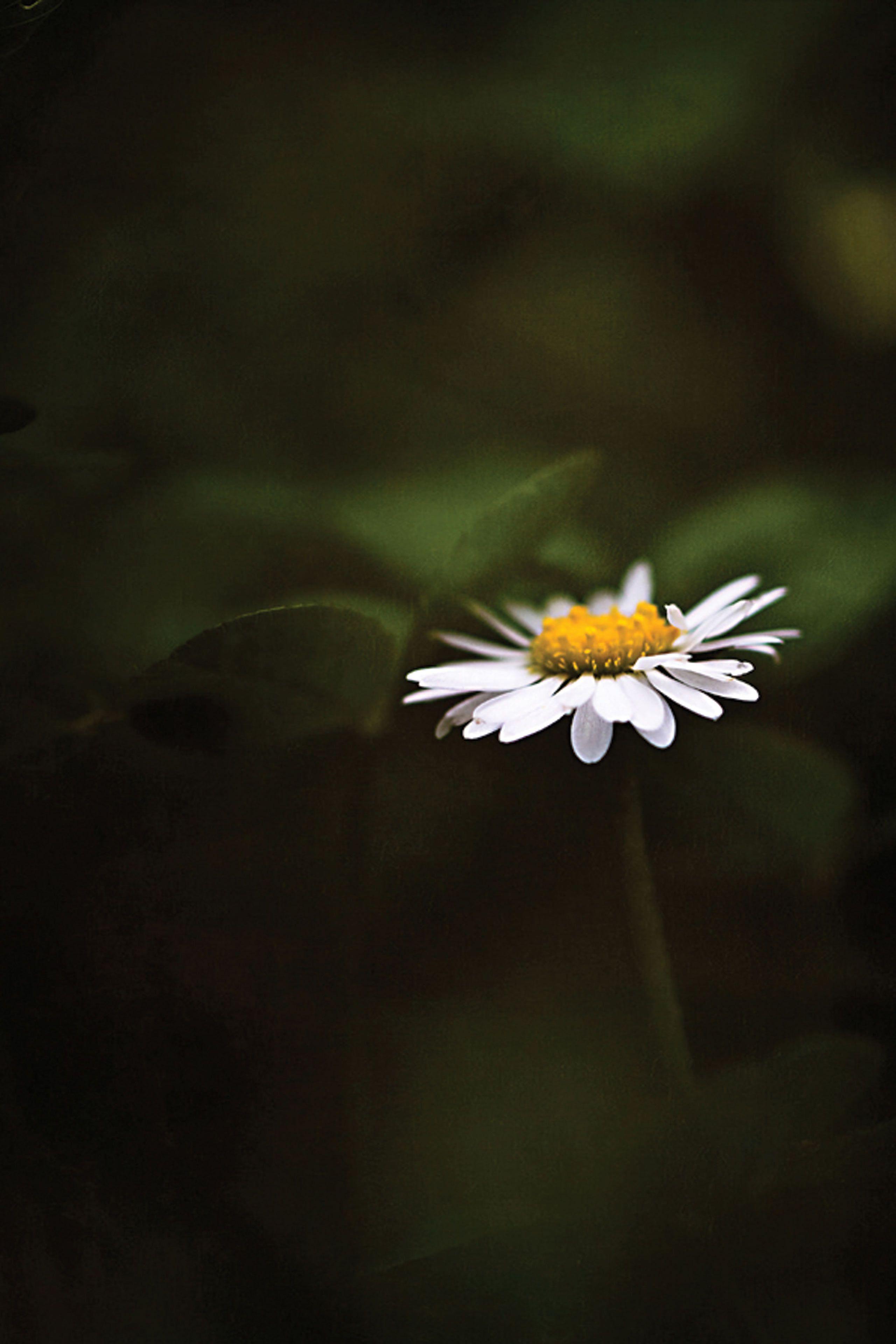 2560x3840 Daisy Flower Mobile Wallpaper