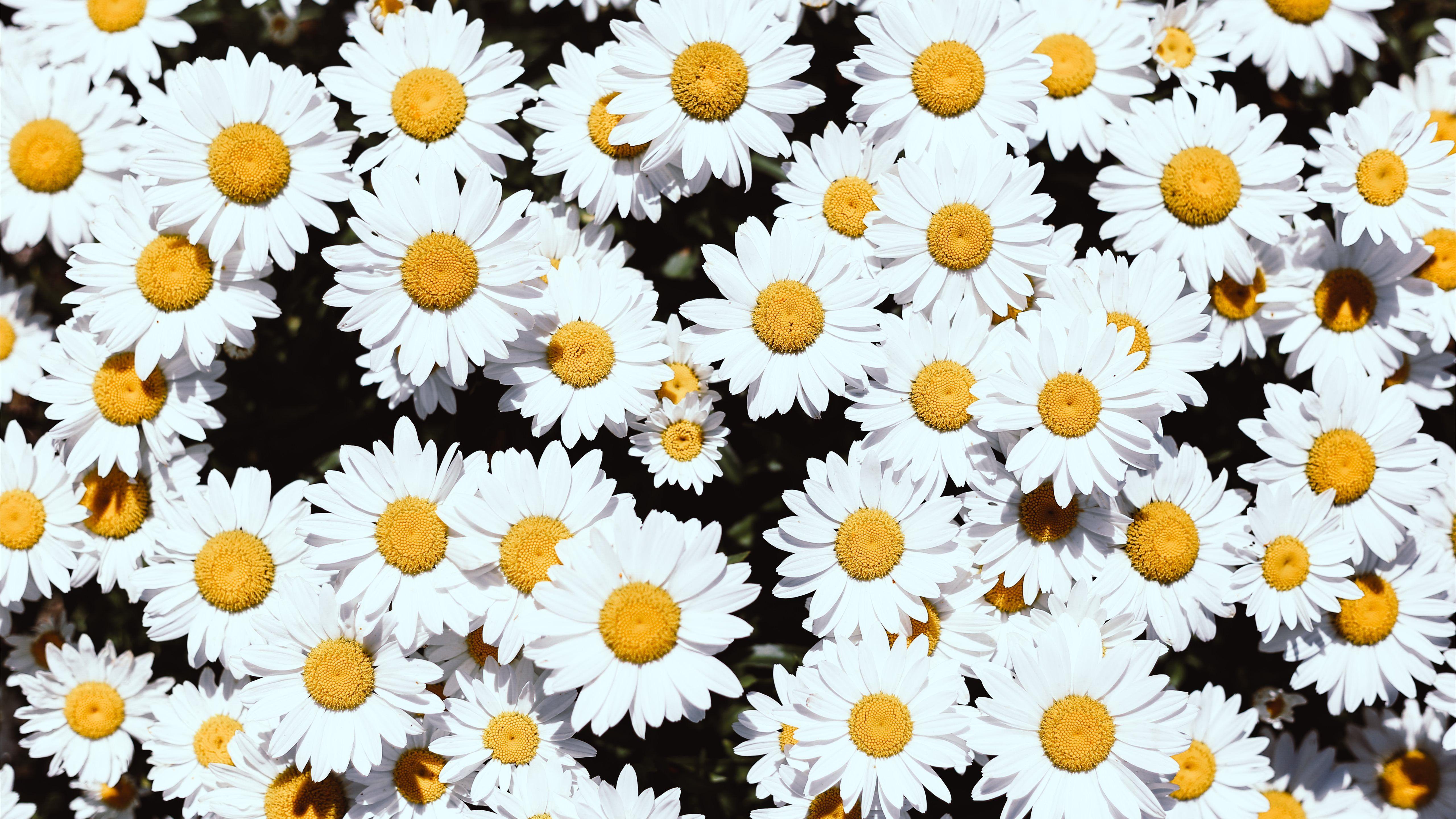 5120x2880 white Daisy flowers Mac Wallpaper Download