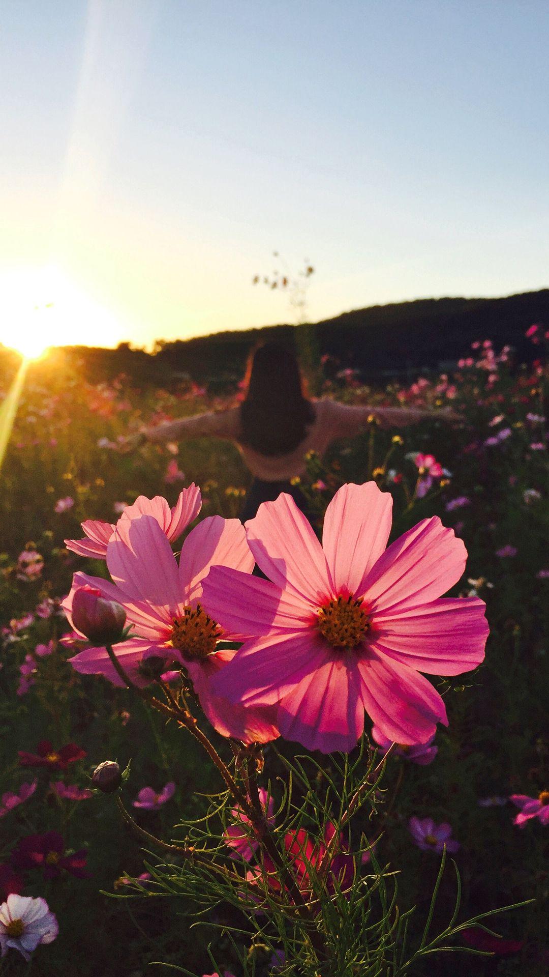 1080x1920 Wild Flower 1080 x 1920 HD Phone Wallpaper .3352