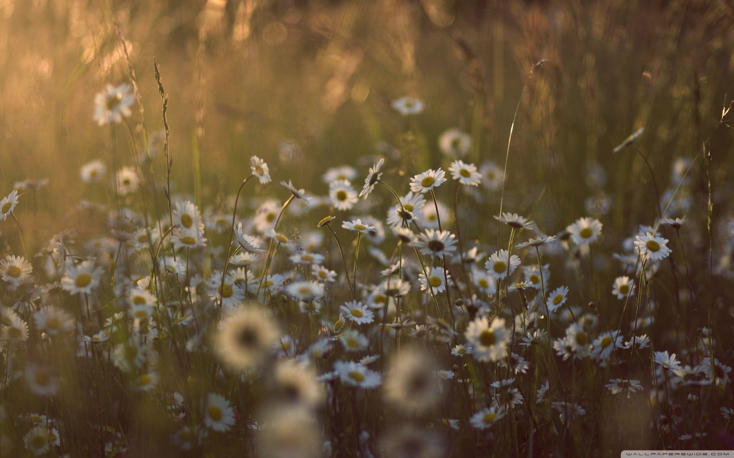 2560x1600 Wildflowers Wallpaper