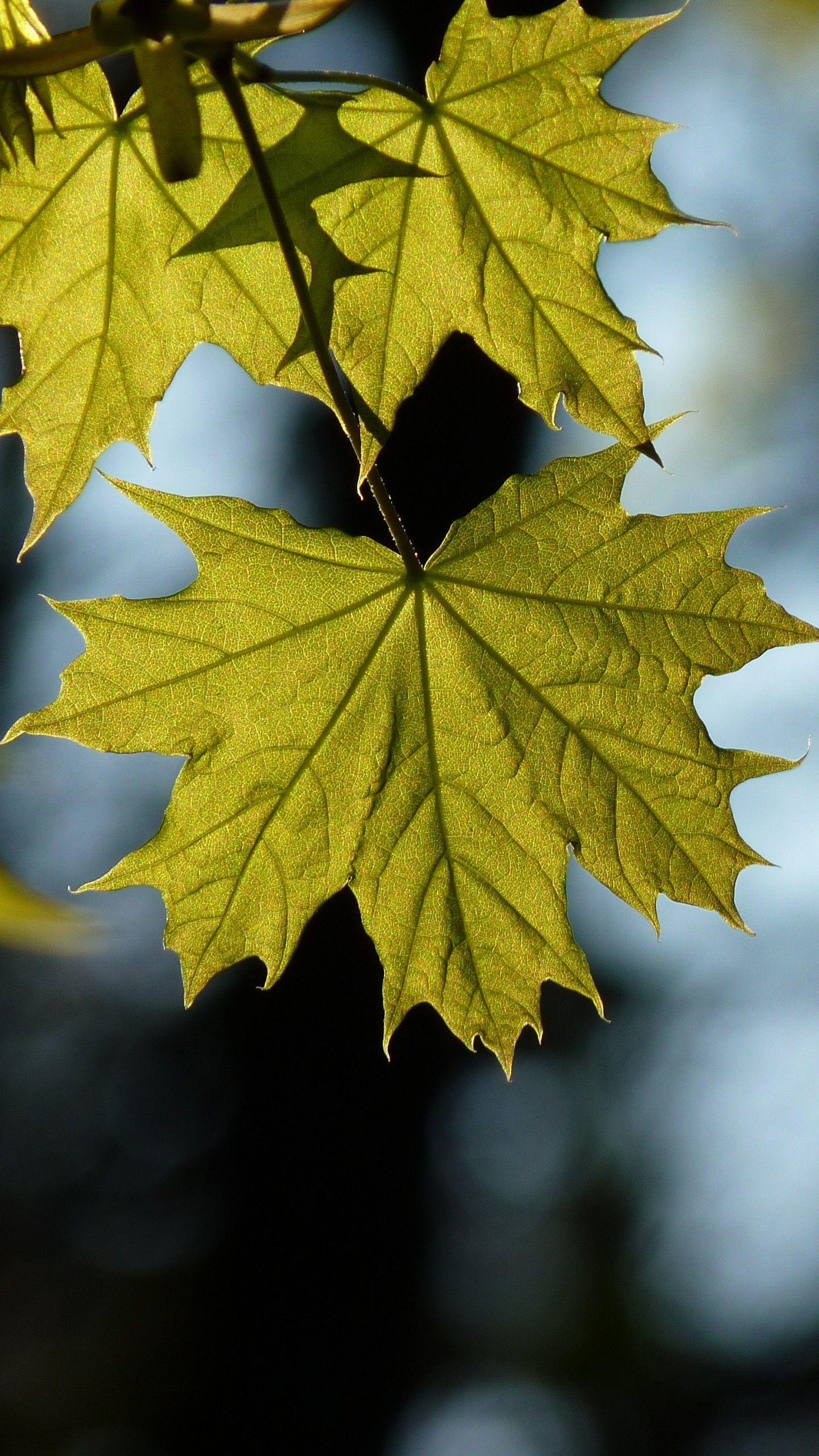1440x2560 Maple Leaf Blur Wallpaper - [1440x2560]. Leaves