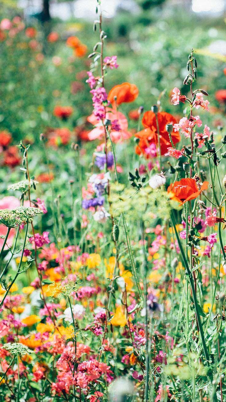 736x1308 Celebrating Summer with 21 Wildflower iPhone Wallpaper