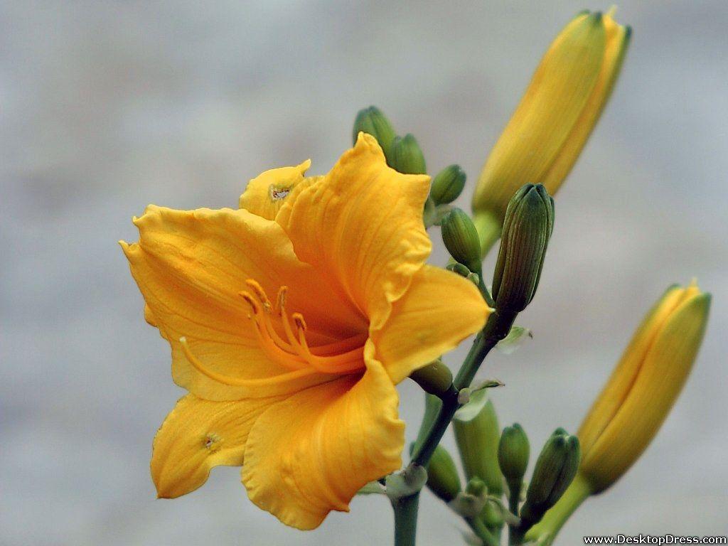 1024x768 Desktop Wallpaper Flowers Background Yellow Wild