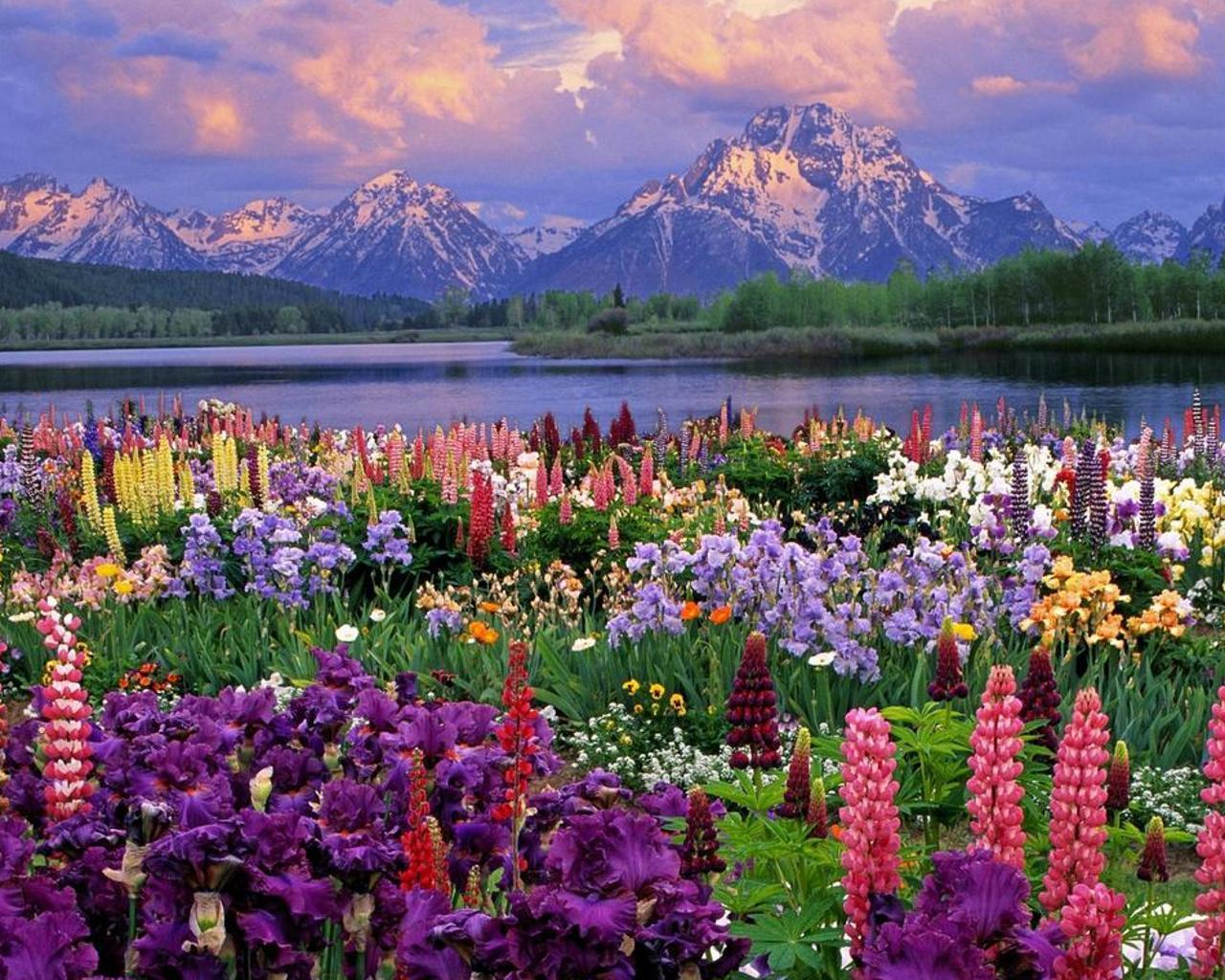 1280x1024 Wildflowers Wallpaper for Android