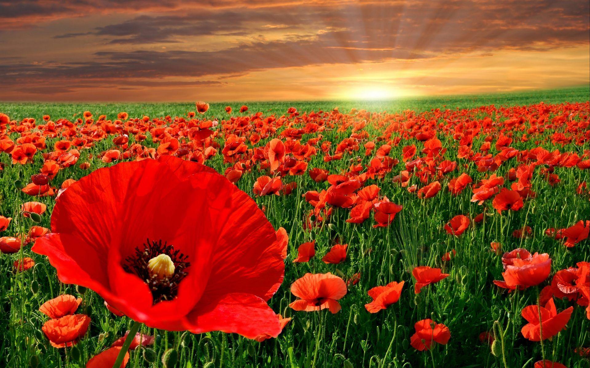 1920x1200 Summer Flowers Wallpaper Phone Vintage Gardens Summer Tumblr