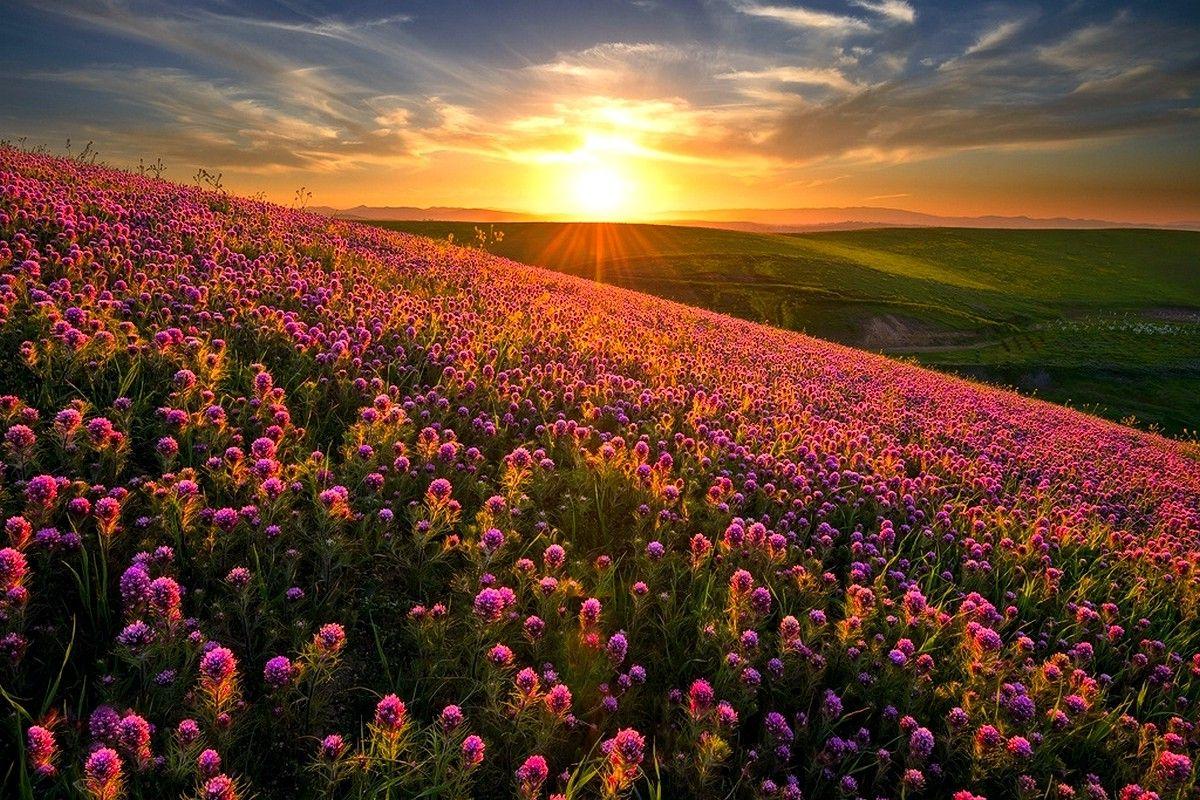 1200x800 HD wallpaper of wild flowers