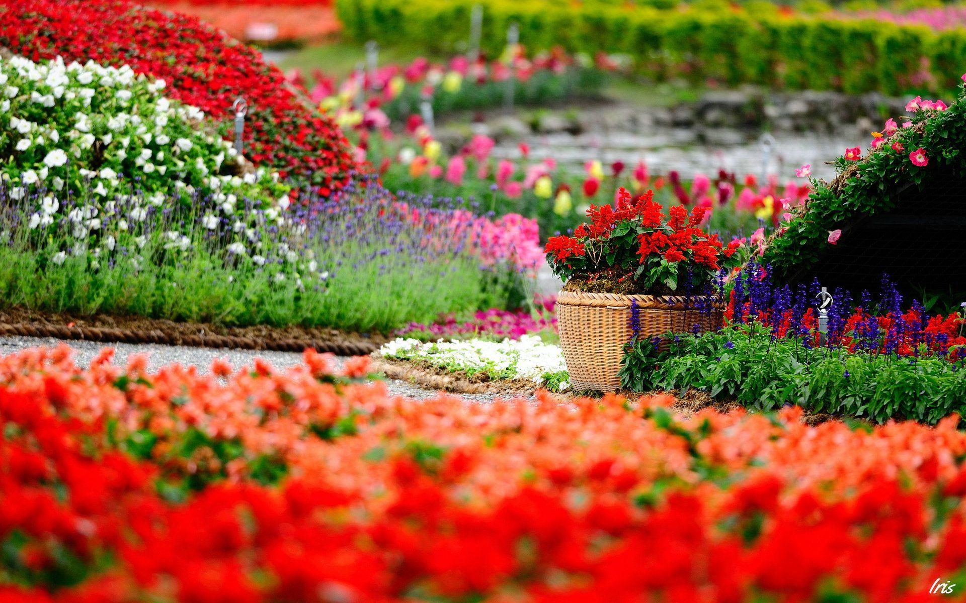 1920x1200 Summer Garden Wallpaper Decor Ideas Country Wallpaper Rose
