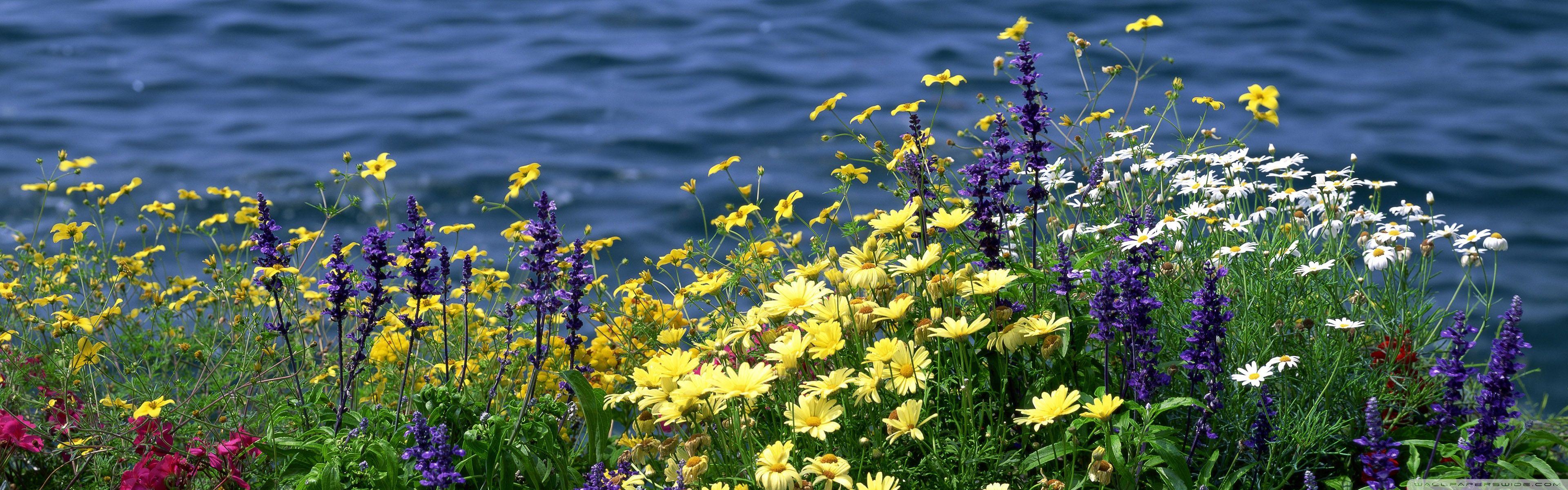 3840x1200 Wild Flowers And River ❤ 4K HD Desktop Wallpaper for 4K