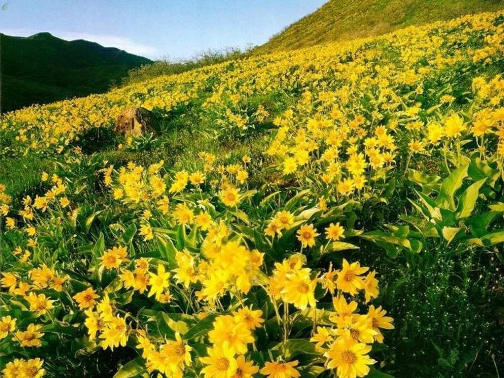 1024x768 image of Flower Wallpaper for Desktop Flower Expert