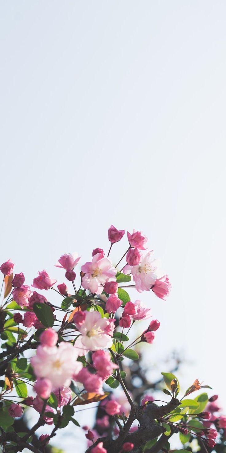 736x1472 Floral Wallpaper for iPhone and Android. Floral