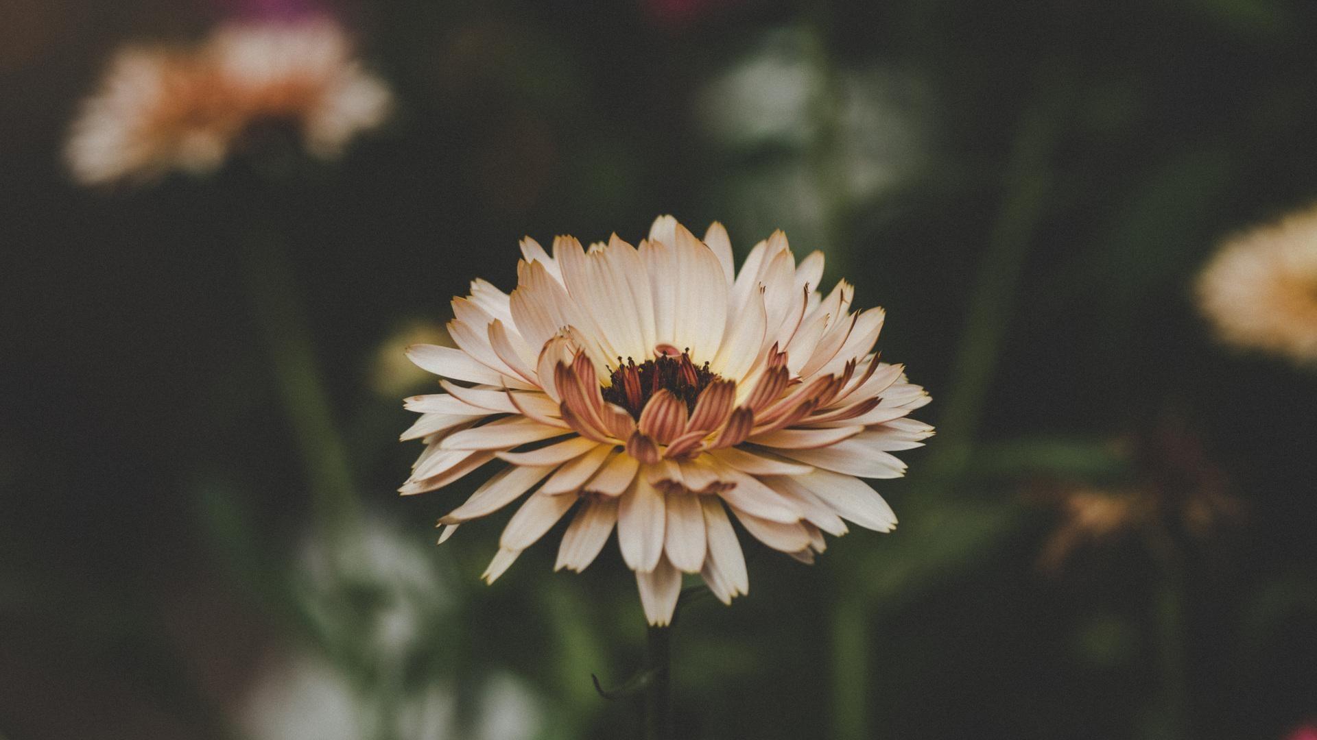 1920x1080 Flower HD Image Flowers, HD Wallpaper
