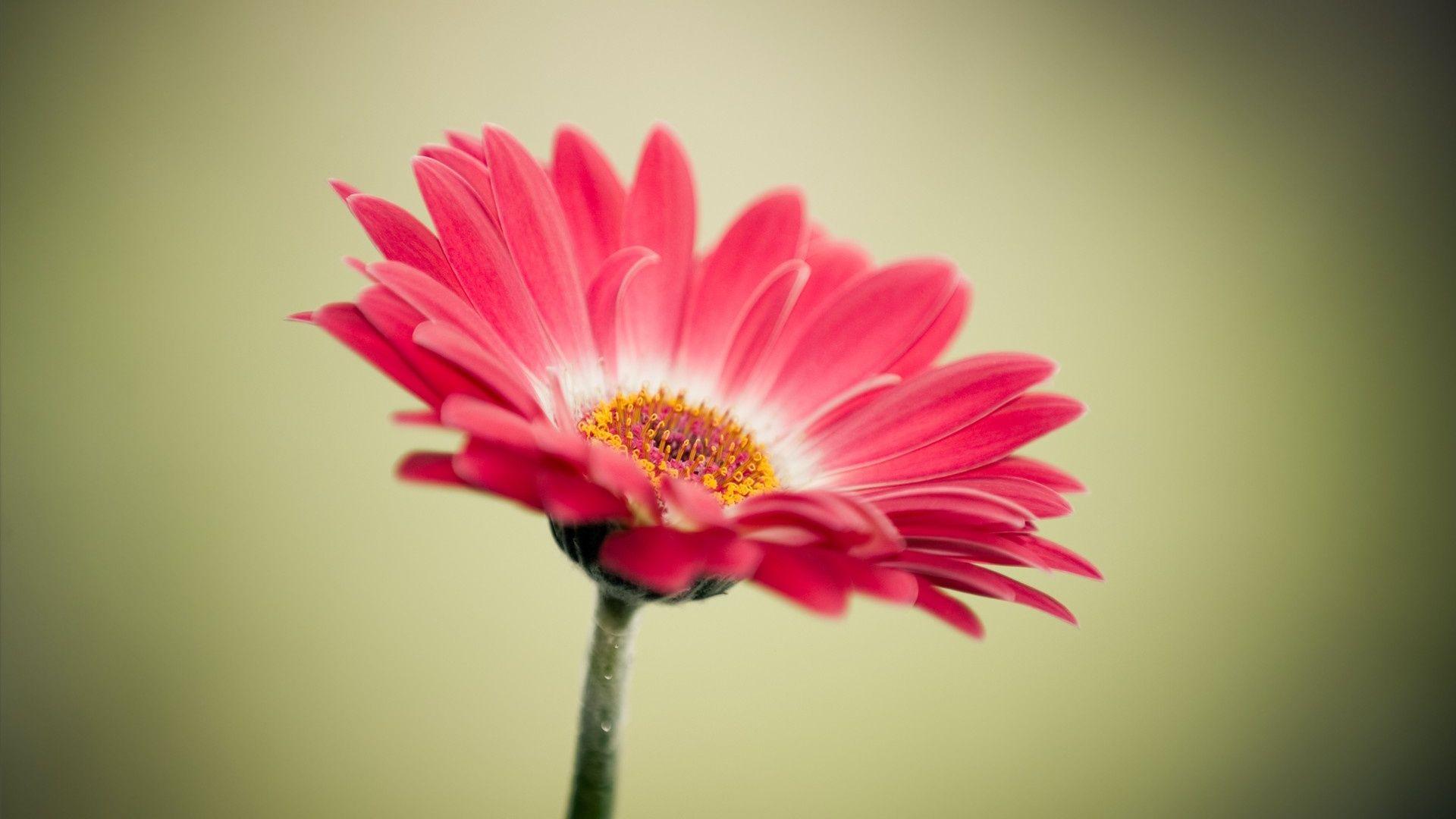 1920x1080 Flower Picture wallpaperx1080
