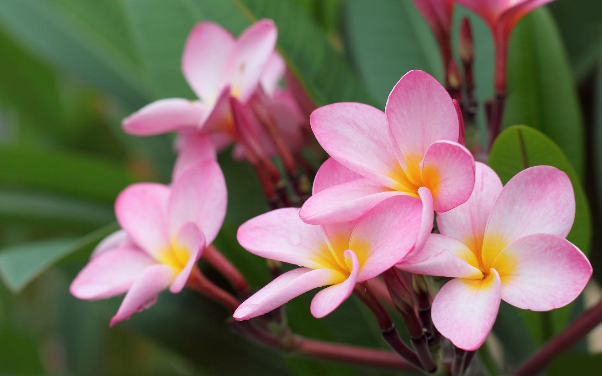 1920x1200 UG14: Beautiful Flower Wallpaper, Beautiful Flower Pics