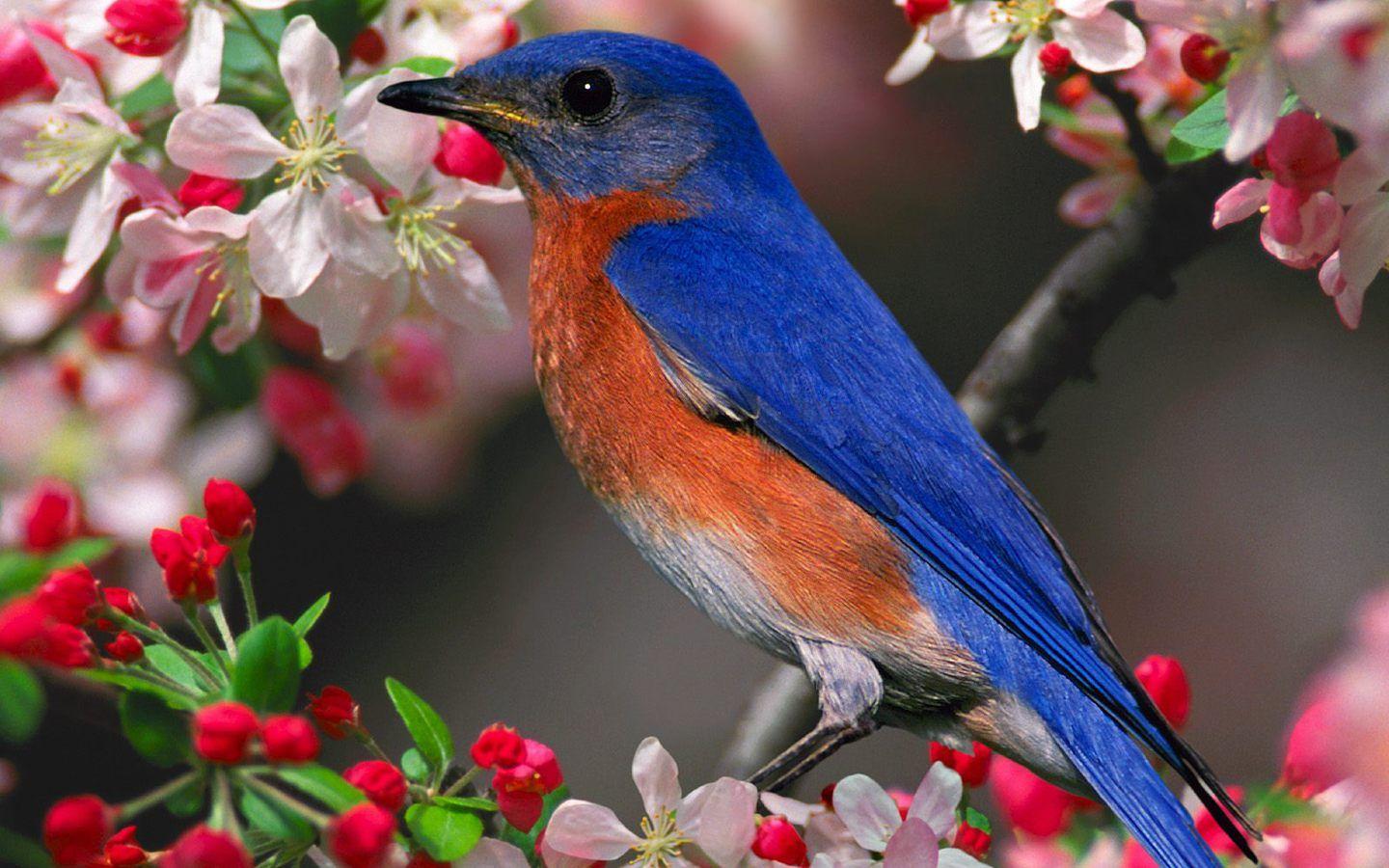 1440x900 Flower Wallpaper For Desktop