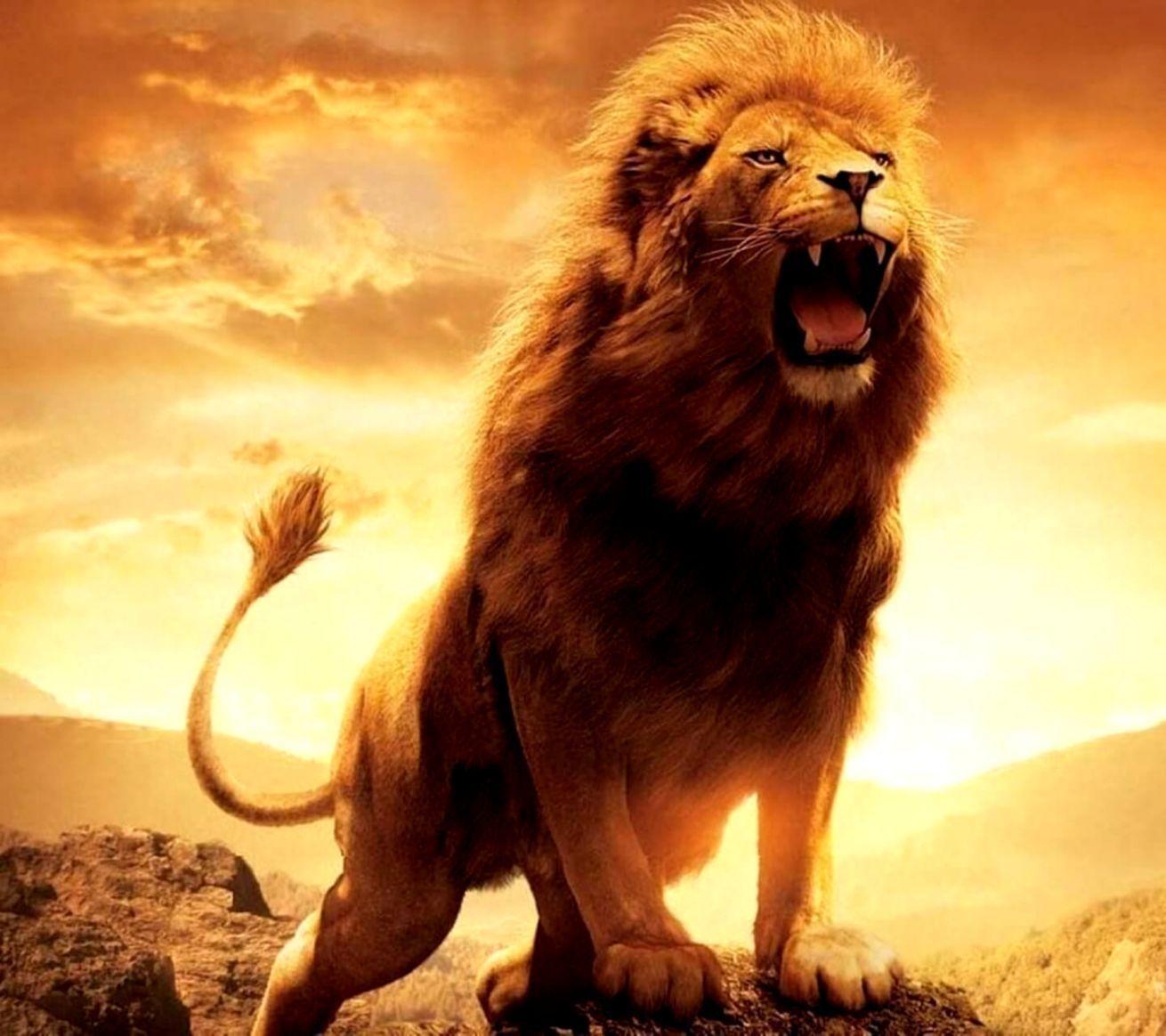 Awesome Lion Wallpapers - Top Free Awesome Lion Backgrounds ...