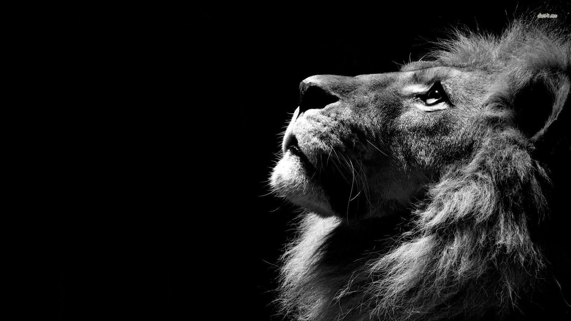 1920x1080 Cool Lion Wallpaper
