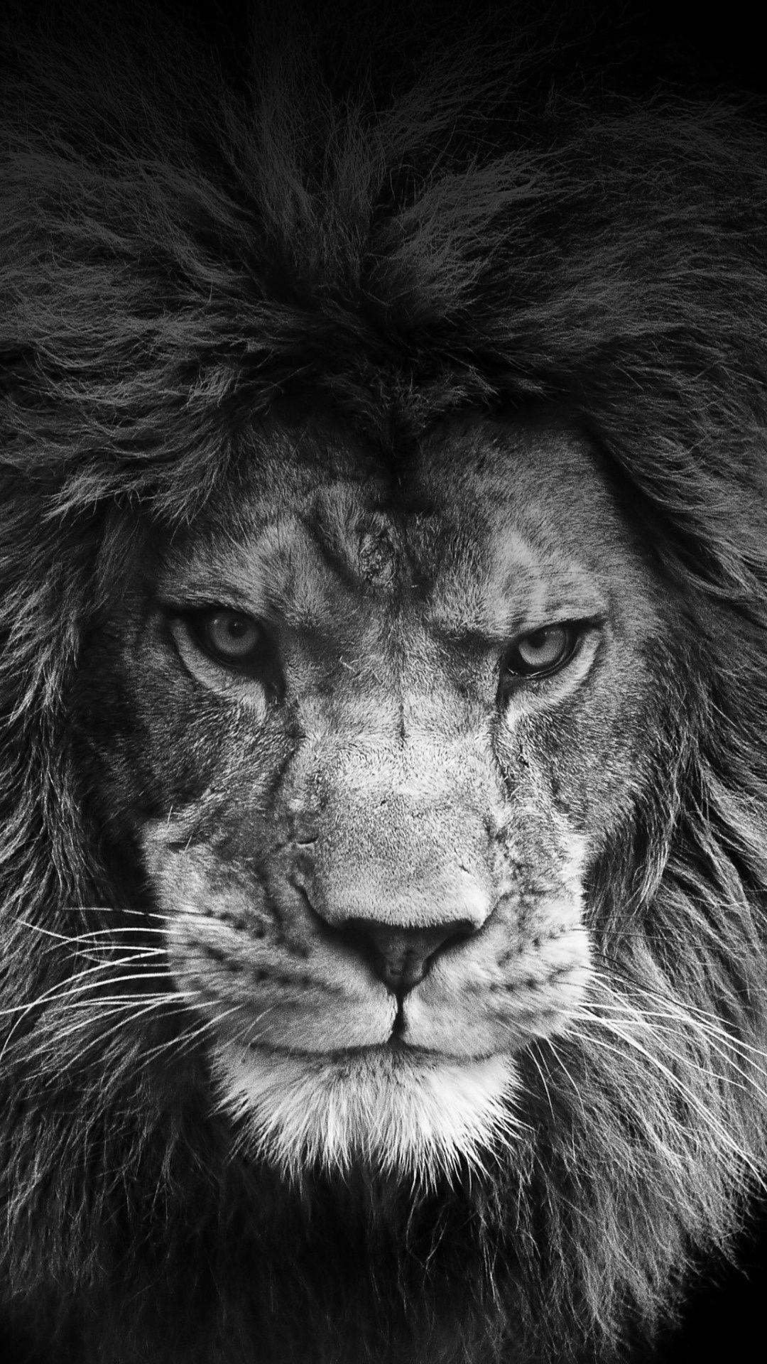 1080x1920 Download Cool Lion Background, High Quality Wallpaper