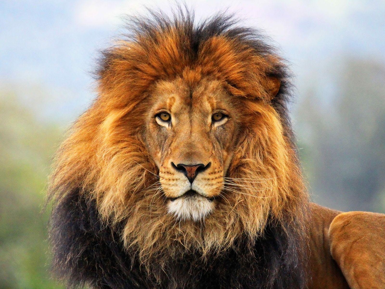 1600x1200 Free Download Amazing Lion Animal Image