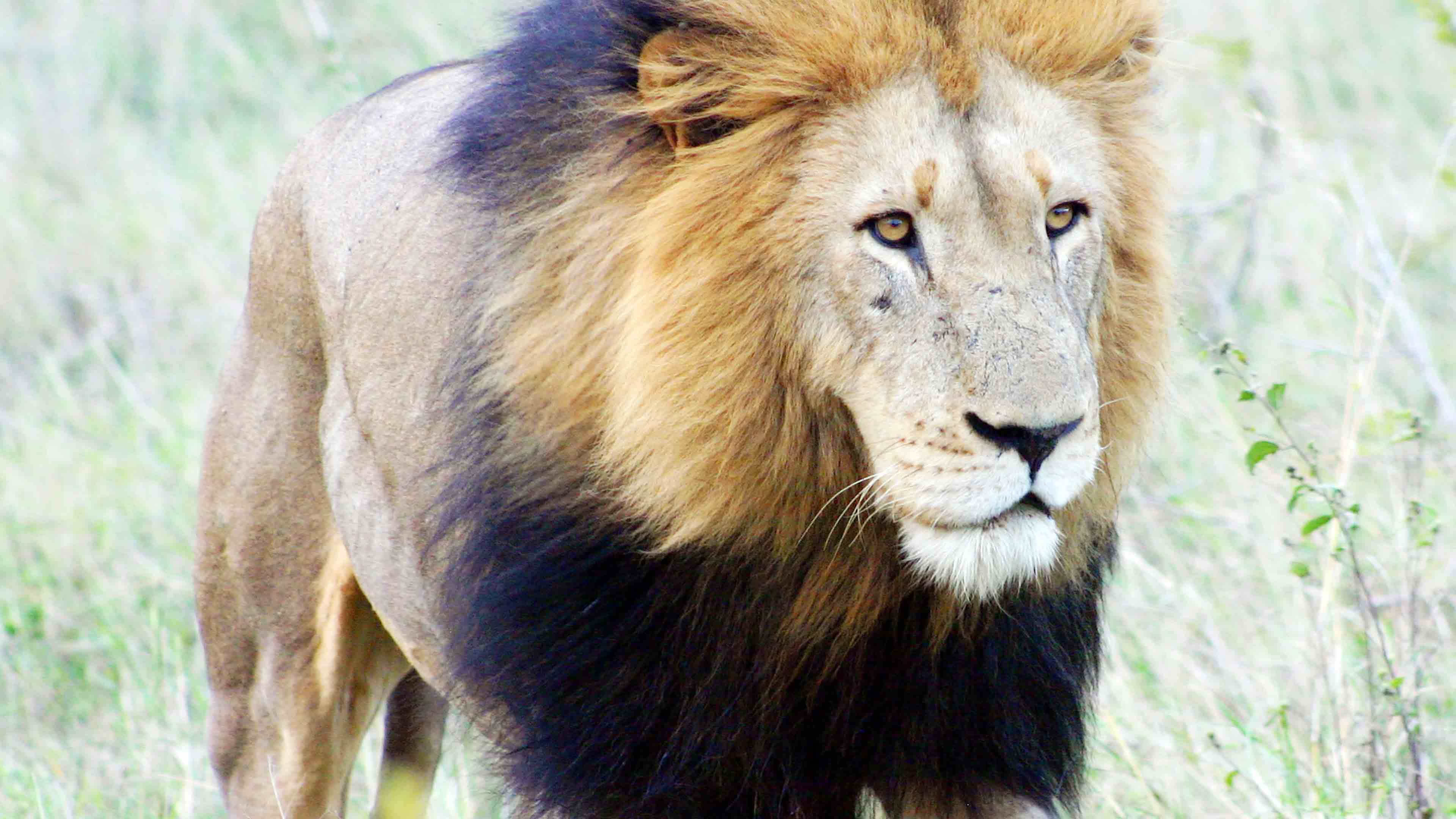 Лев левей. Капский Лев. Берберийский Лев. Lion Капский Лев. Черногривый Лев ЮАР.