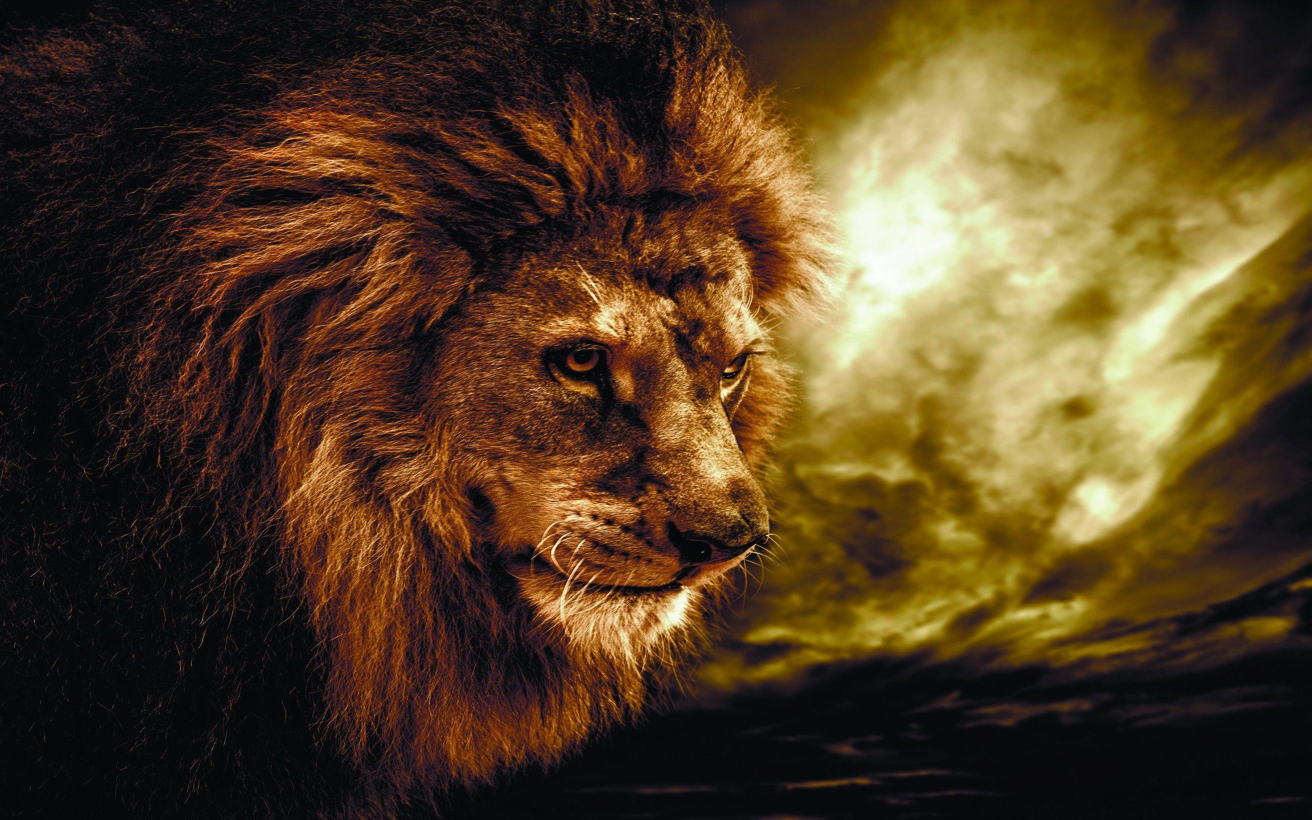 2560x1600 Lion wallpaper HDDownload free amazing HD wallpaper