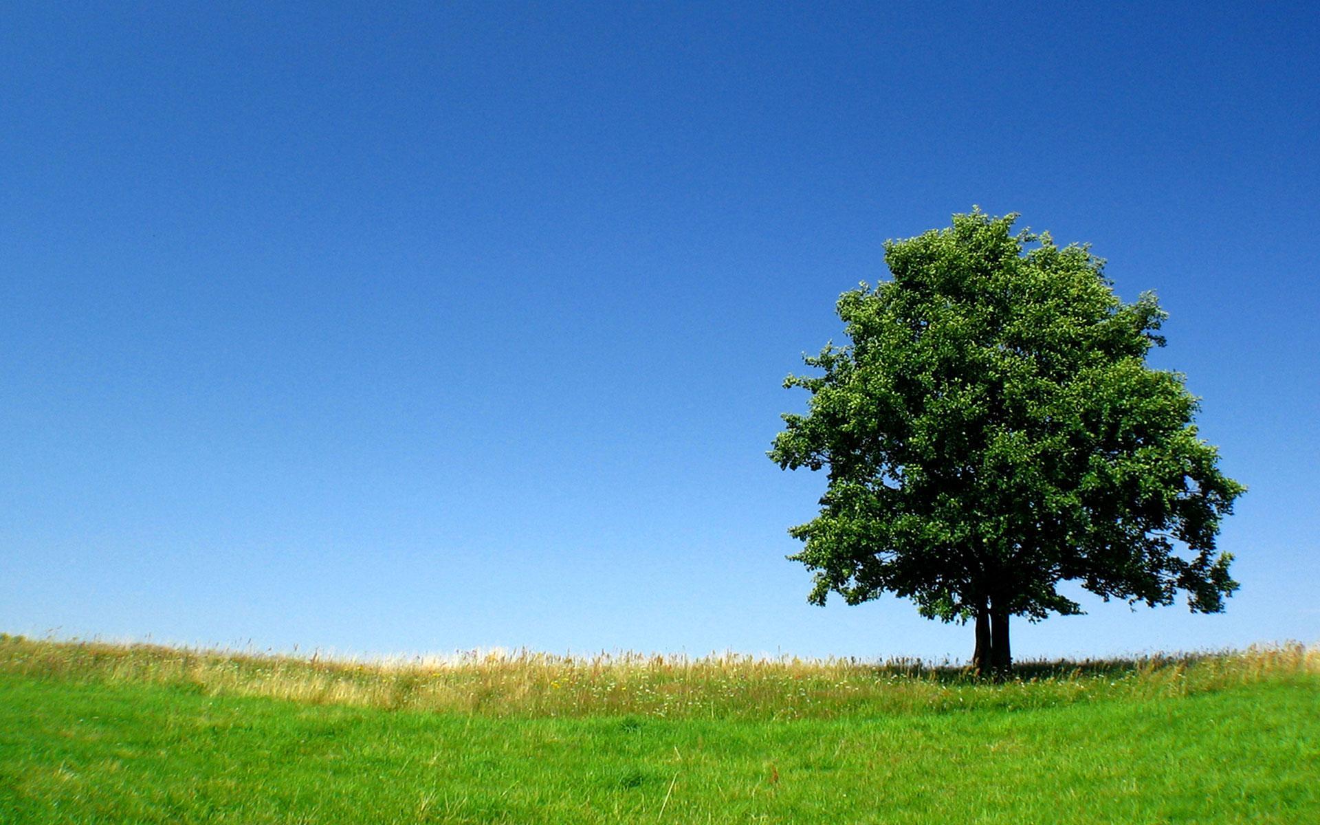 Tree Alone Wallpapers - Top Free Tree Alone Backgrounds - WallpaperAccess