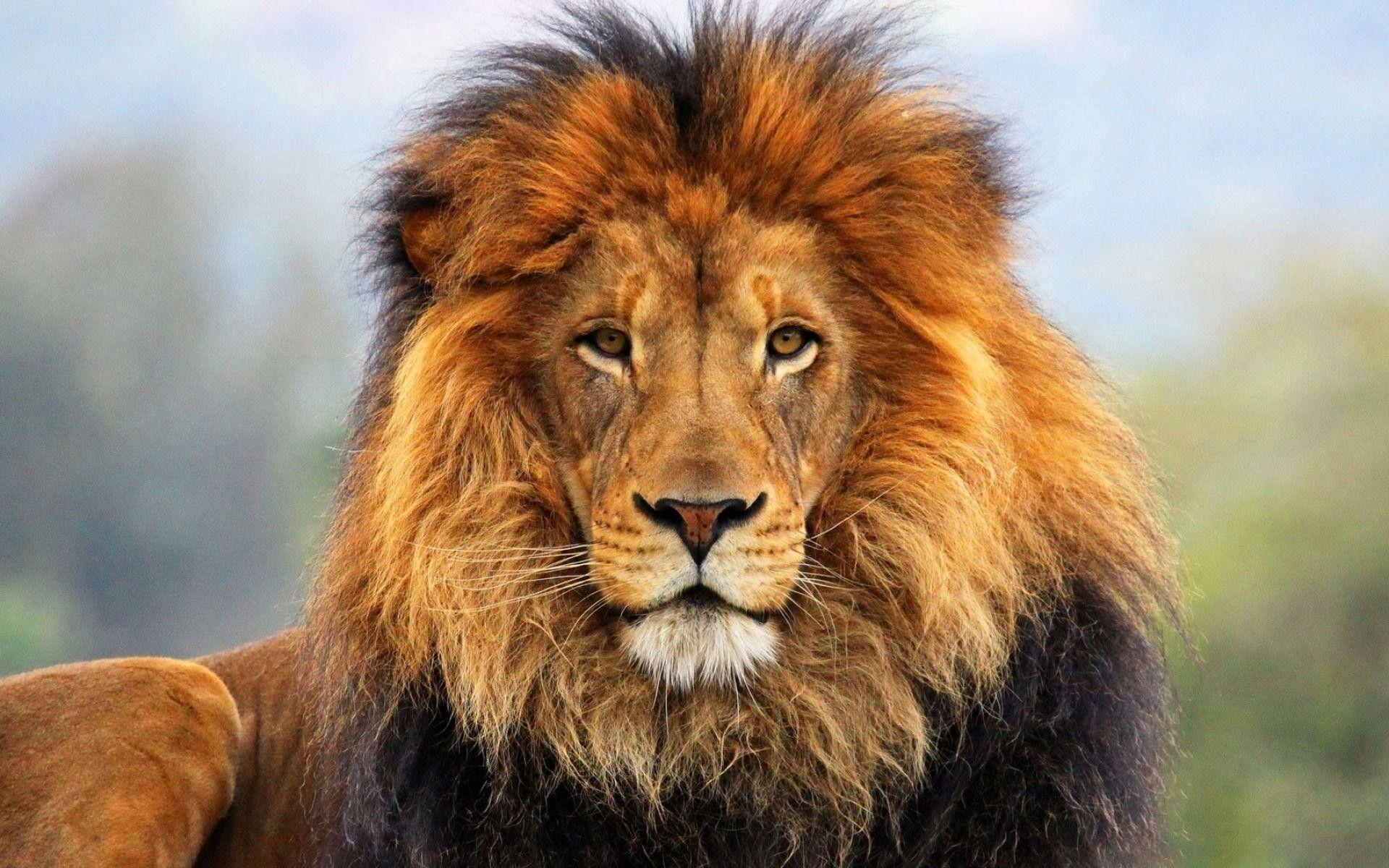 1920x1200 Lion Face Wallpaper (the best image in 2018)