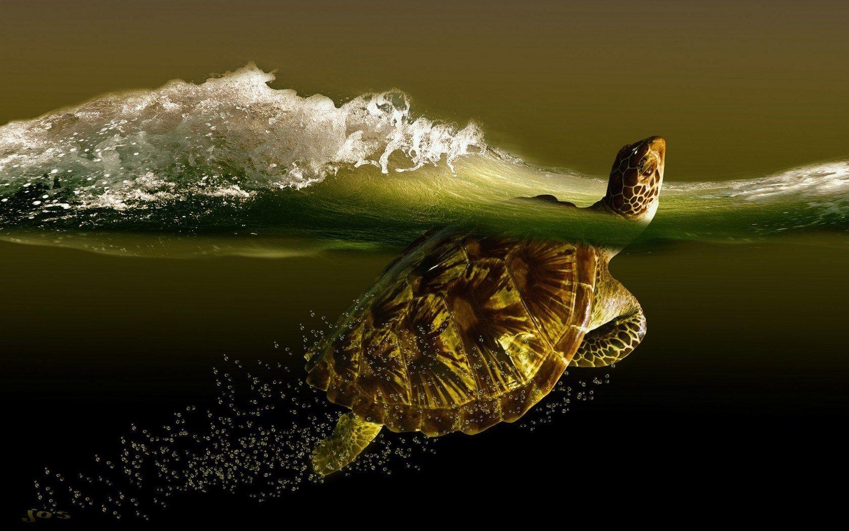 Cool Turtle Wallpapers - Top Free Cool Turtle Backgrounds - WallpaperAccess