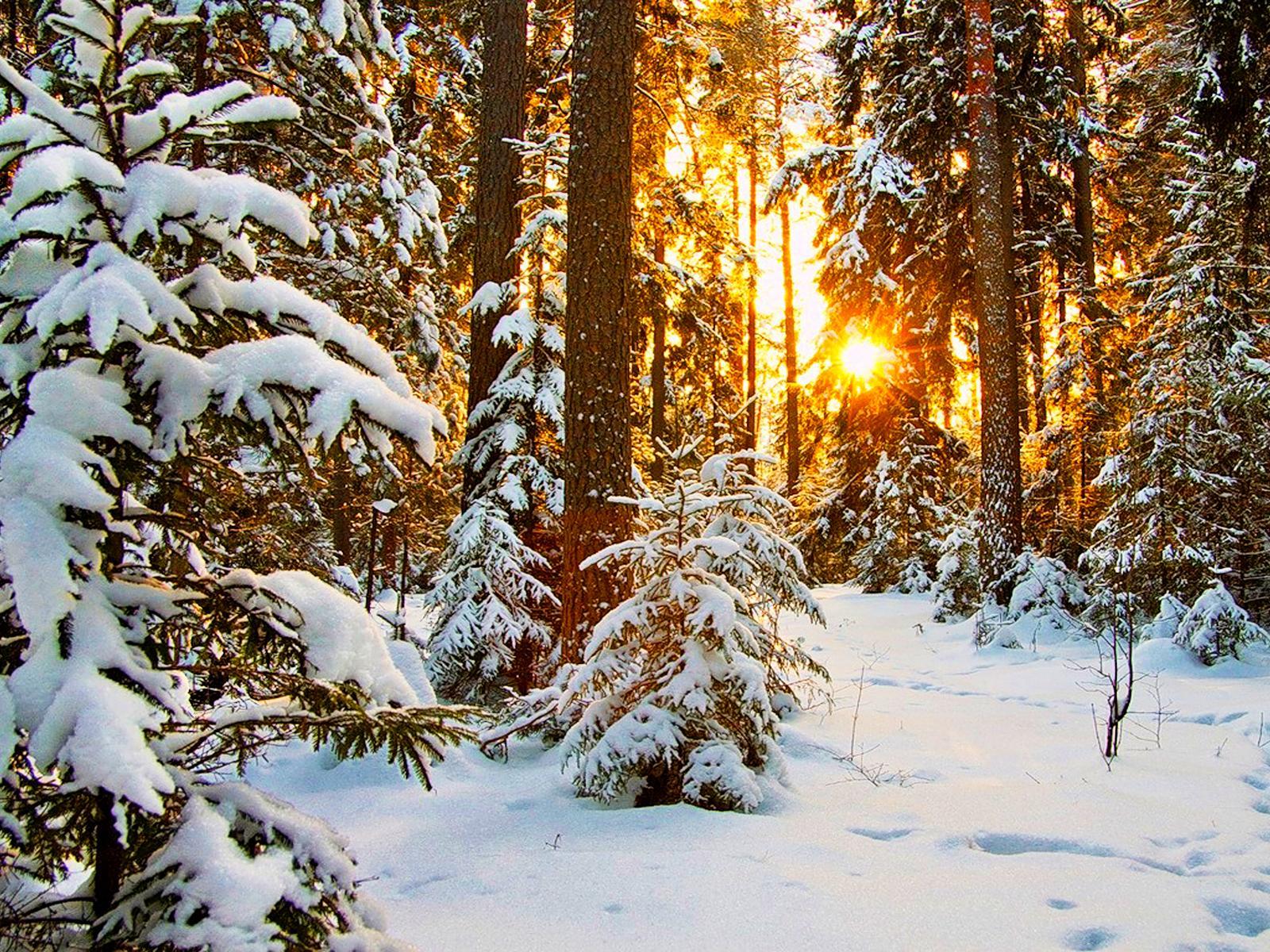 Snow Forest Sunrise Wallpapers - Top Free Snow Forest Sunrise ...