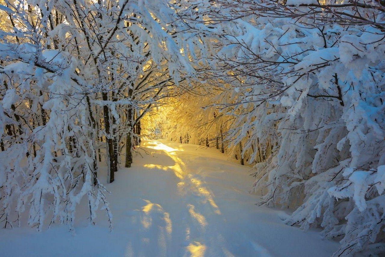 1280x855 forest, Snow, Sunrise, Trees, Italy, Path, White, Yellow