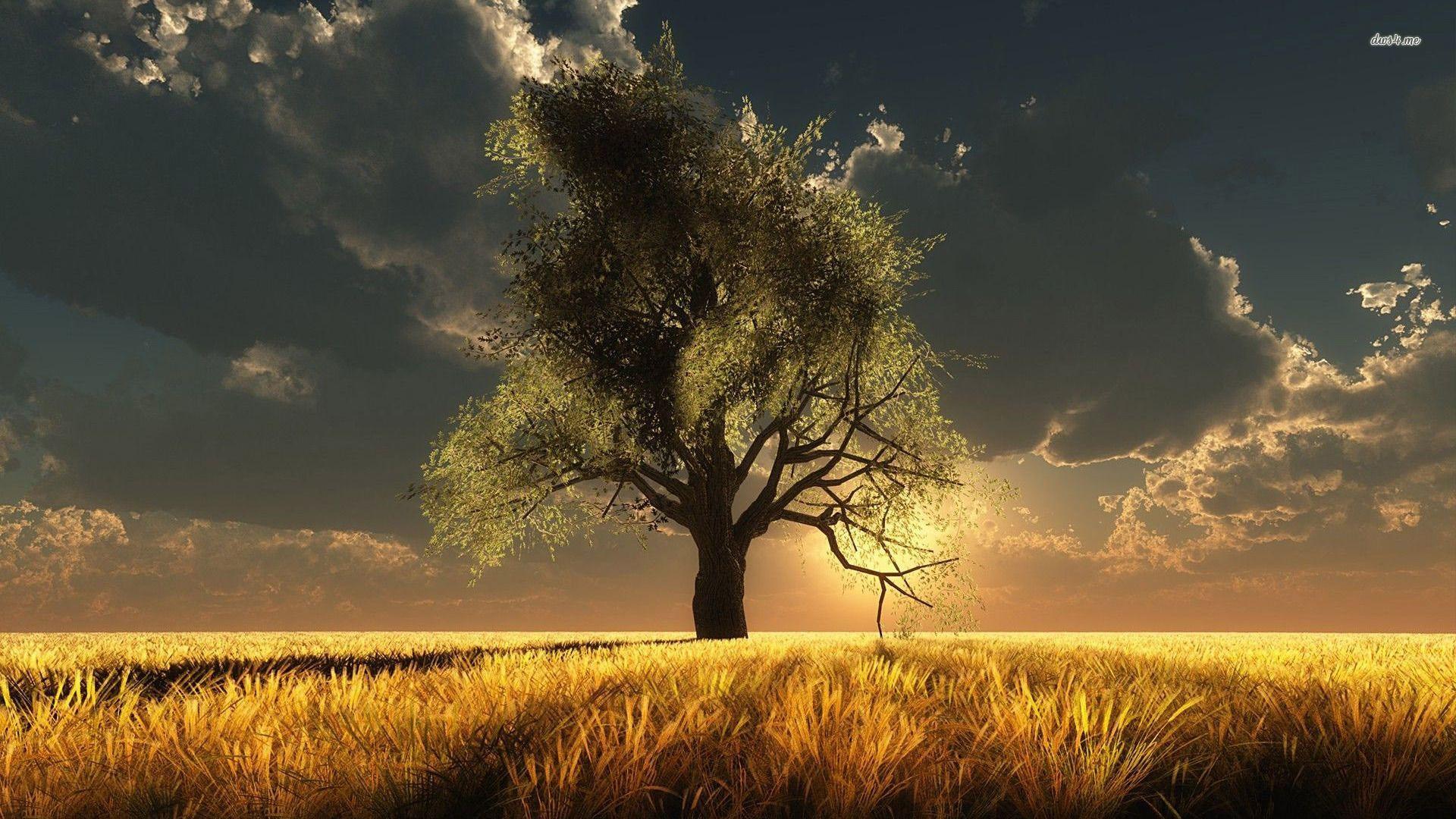 Tree Alone Wallpapers Top Free Tree Alone Backgrounds