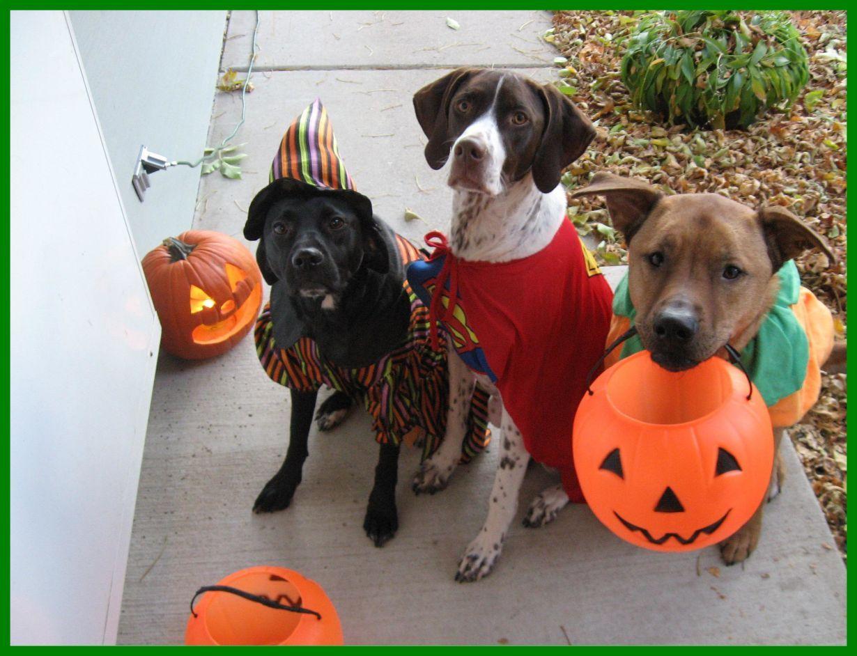 815415 4K Halloween Dogs Pumpkin Pug Uniform  Rare Gallery HD  Wallpapers