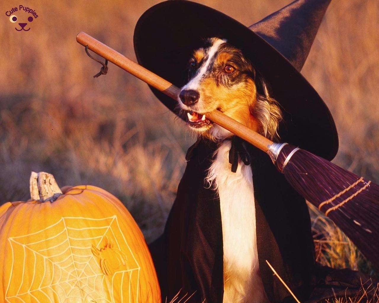 1280x1024 High Quality Dog Wallpaper For Dog Lovers
