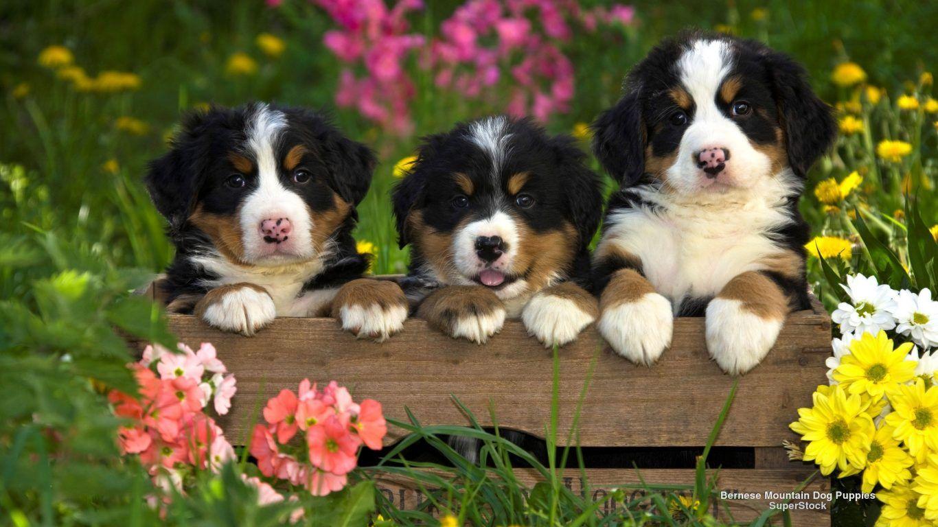 1366x768 Dog: Dogs Cute Little Pumpkin Zoey Halloween Dog Wallpaper Funny HD
