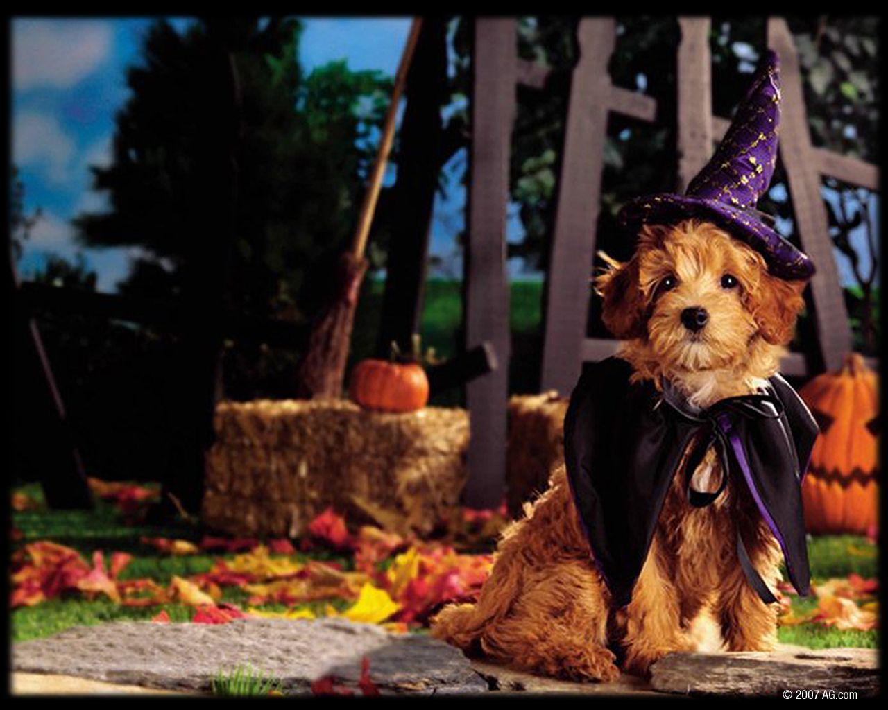 Halloween Pets Wallpaper 60 images