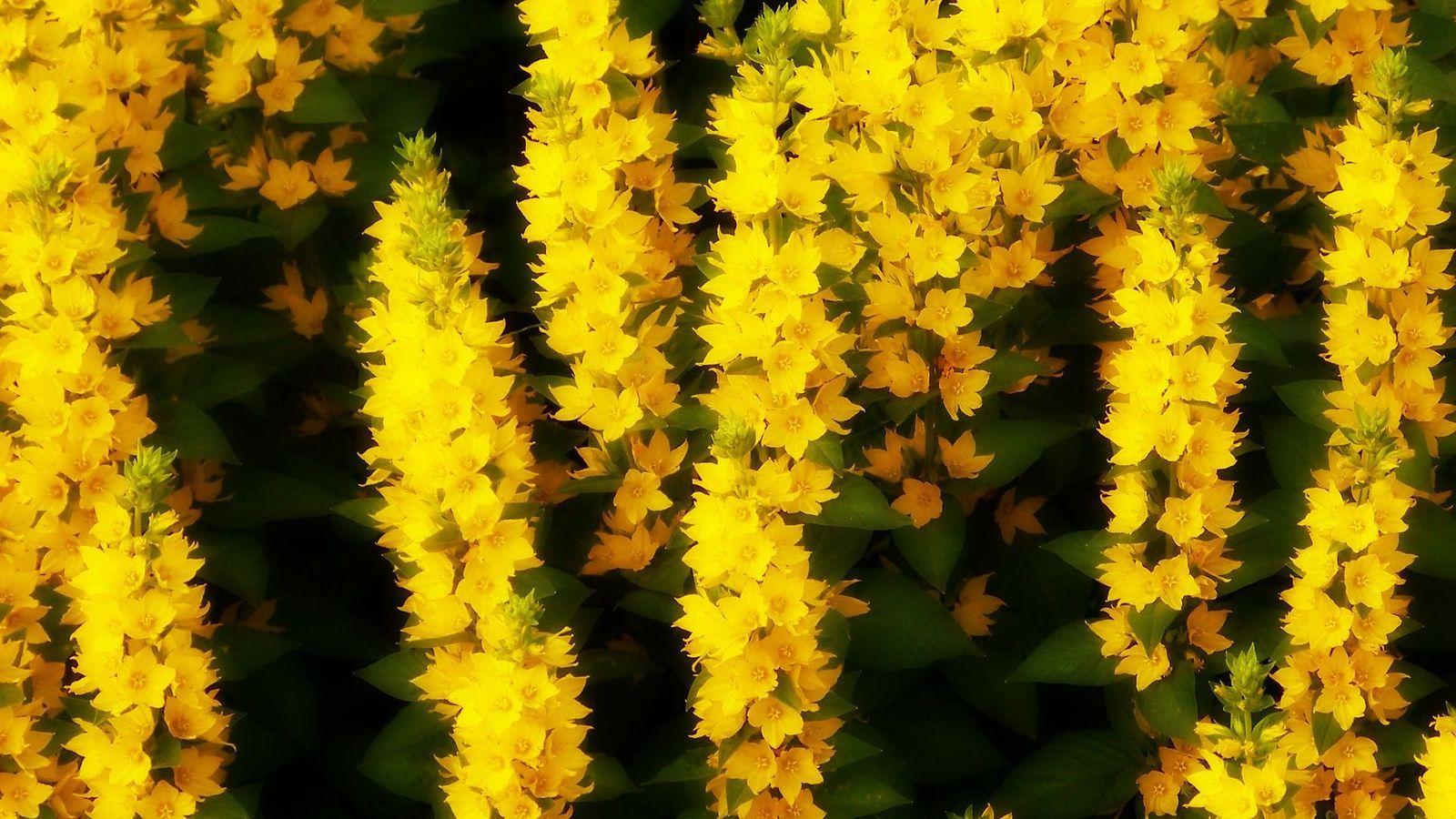 1600x900 Yellow Summer Flowers Wallpaper