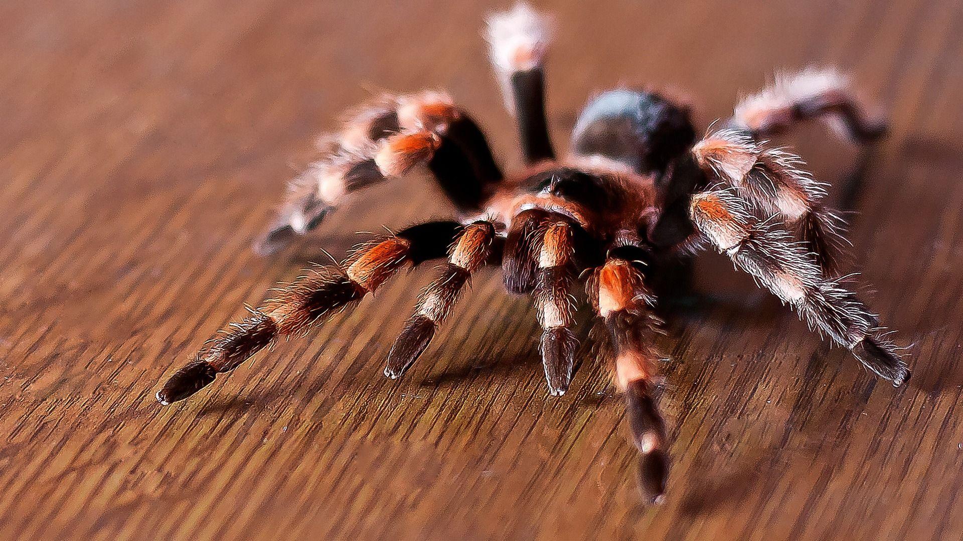 1920x1080 Spider Wallpaper