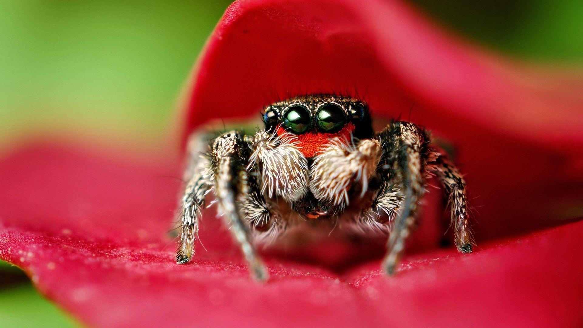 1920x1080 Spider Wallpaper