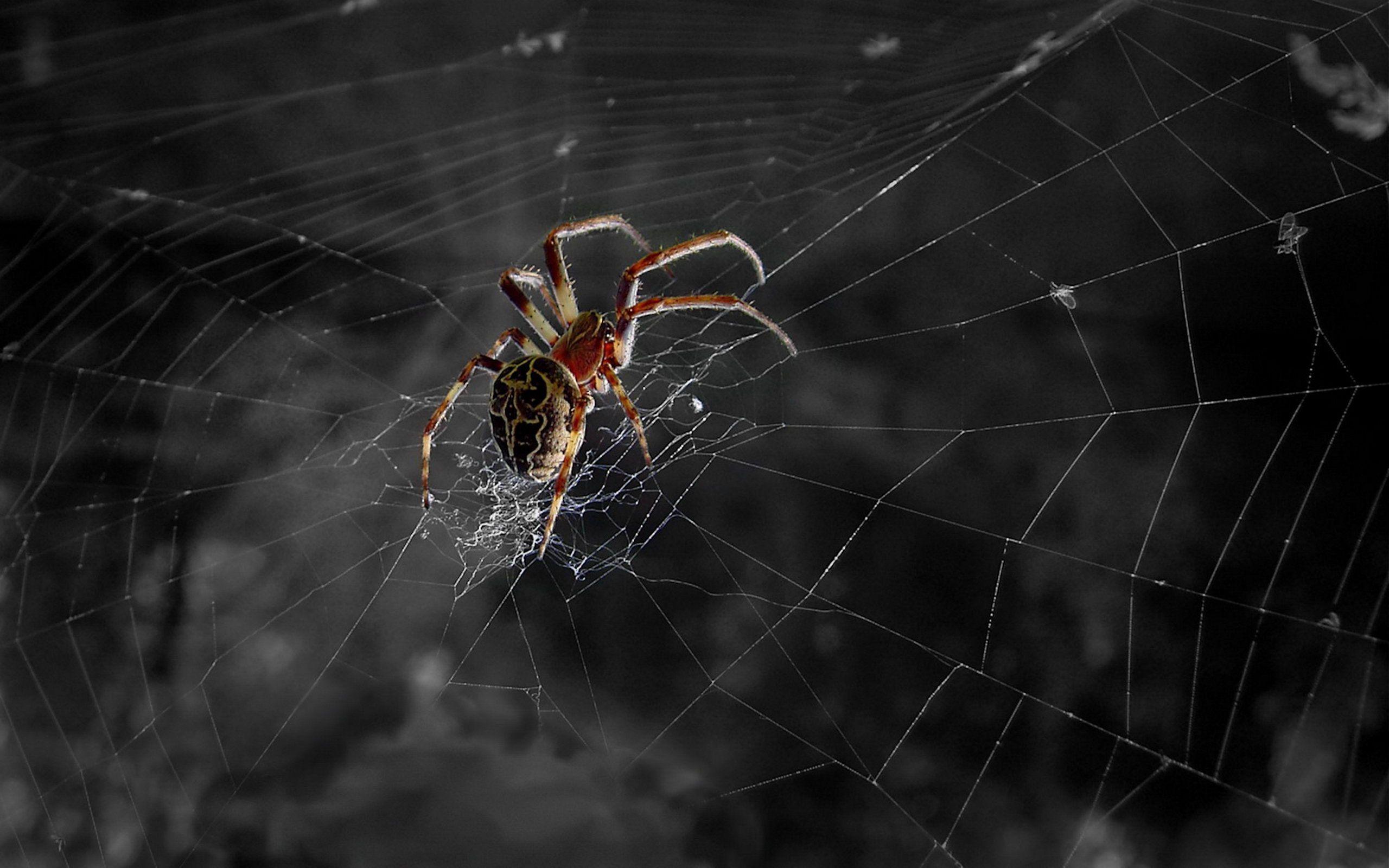 2560x1600 Spider Wallpaper 4K (2560x1600 px)