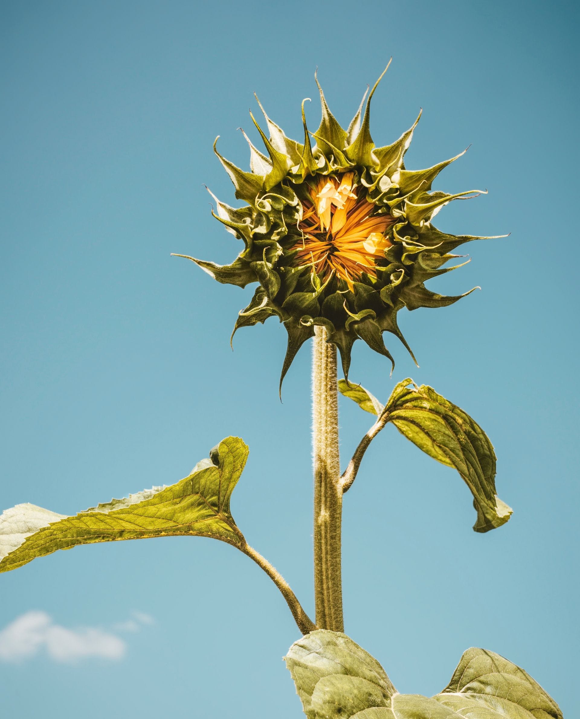 Yellow Summer Wallpapers Top Free Yellow Summer Backgrounds