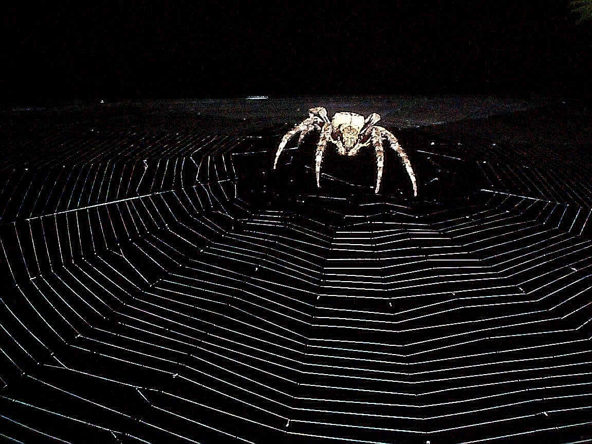 1152x864 Free download Spider Wallpaper [1152x864] for your Desktop