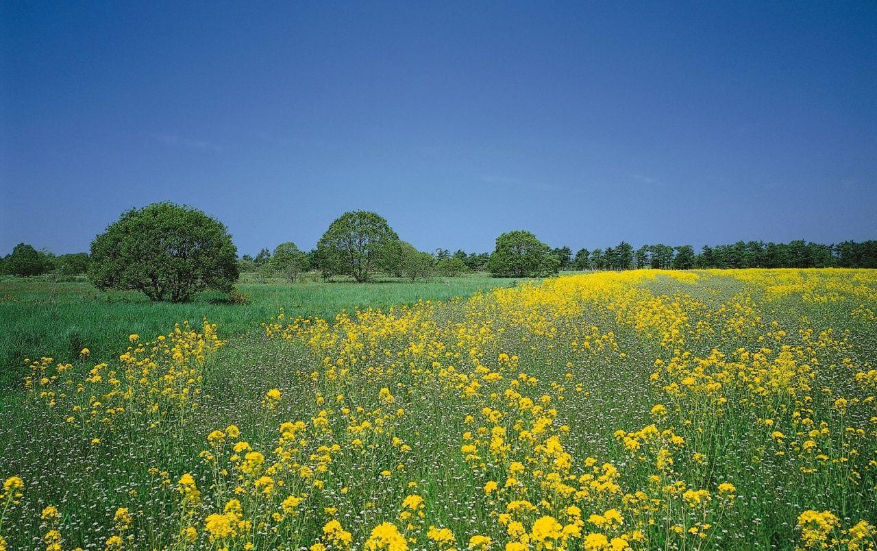 1280x804 Yellow Summer Field & Trees wallpaper. Yellow Summer Field