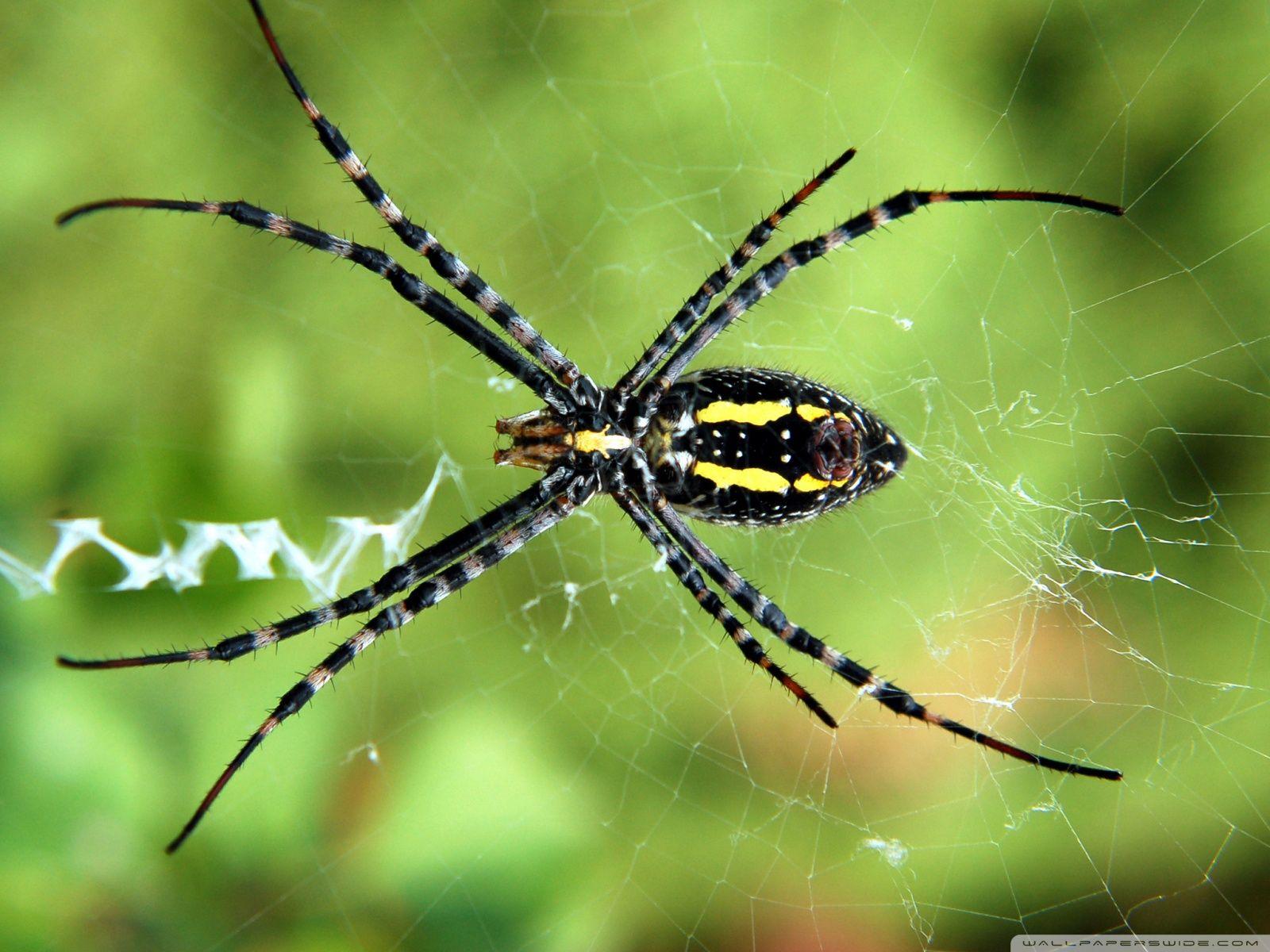1600x1200 Spider Wallpaper LH9Y4A (1600x1200 px)