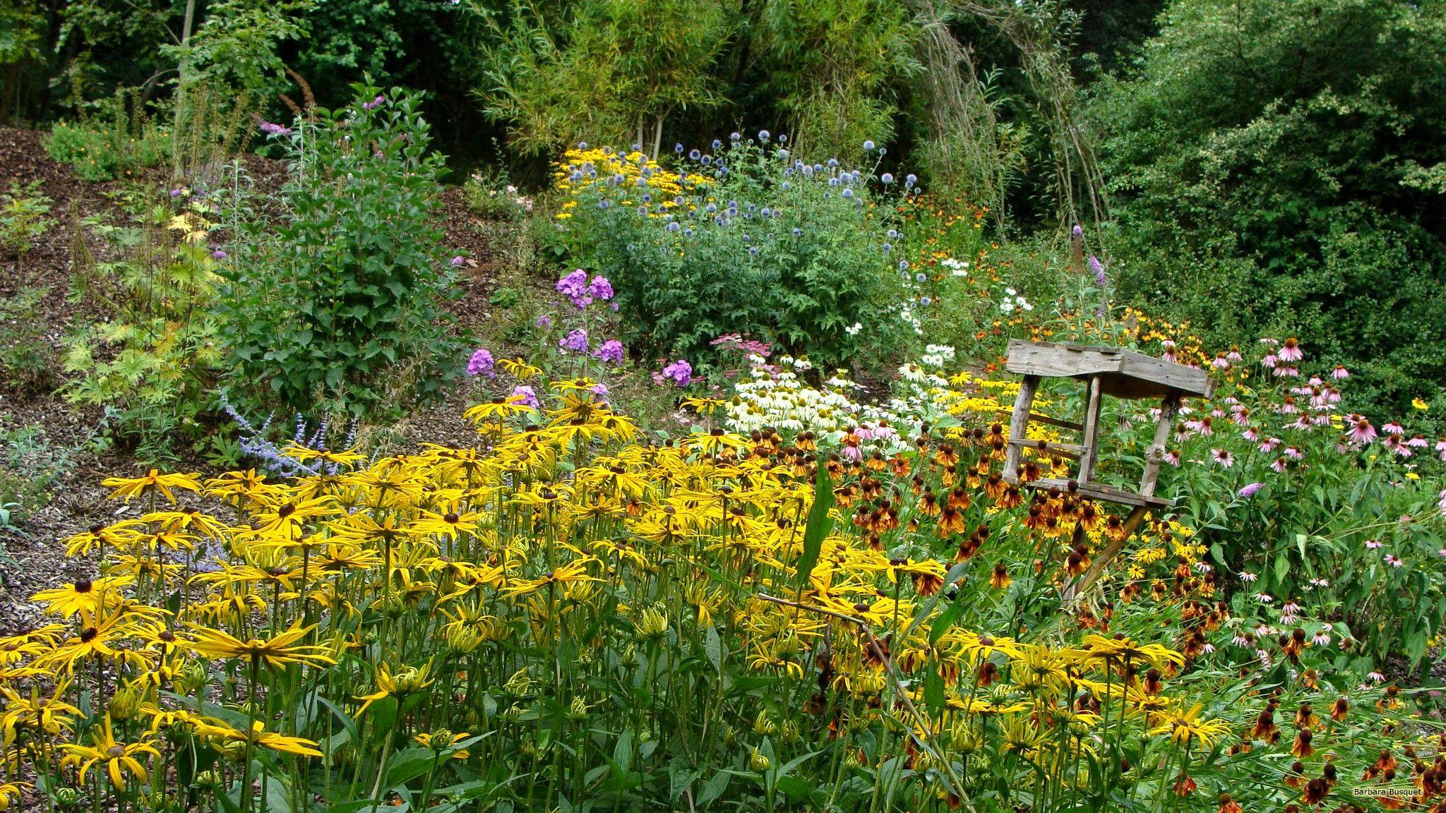2048x1152 Wild flowers in summer. Barbaras HD Wallpaper