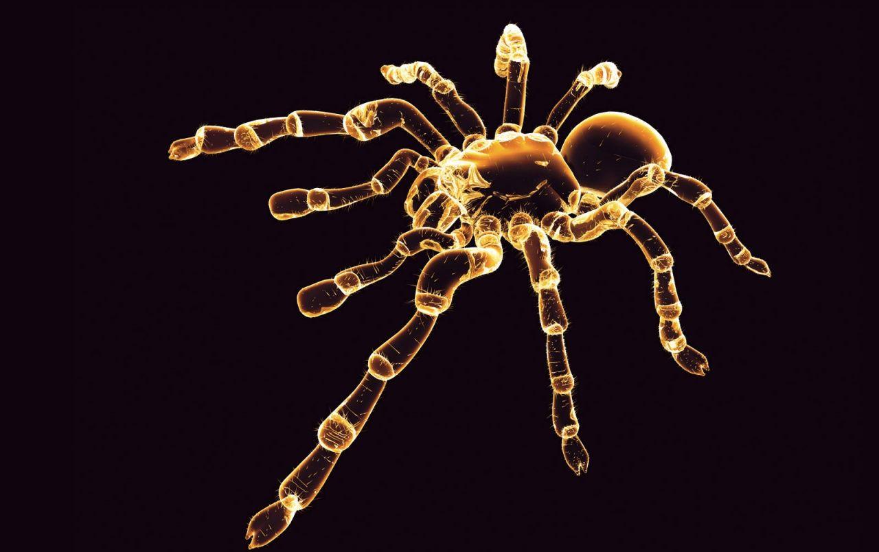 1280x804 Neon Spider wallpaper. Neon Spider