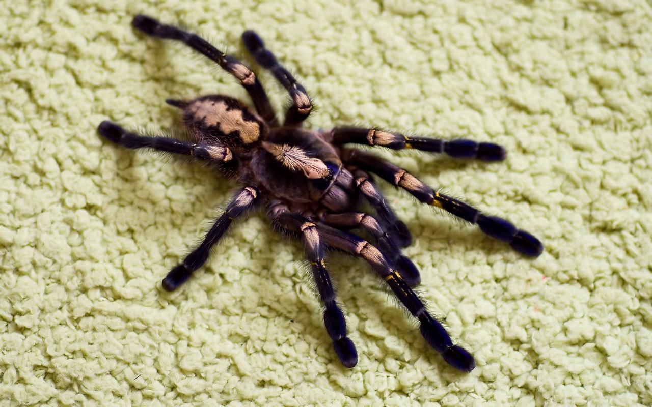 1280x800 Spider Wallpaper for Android