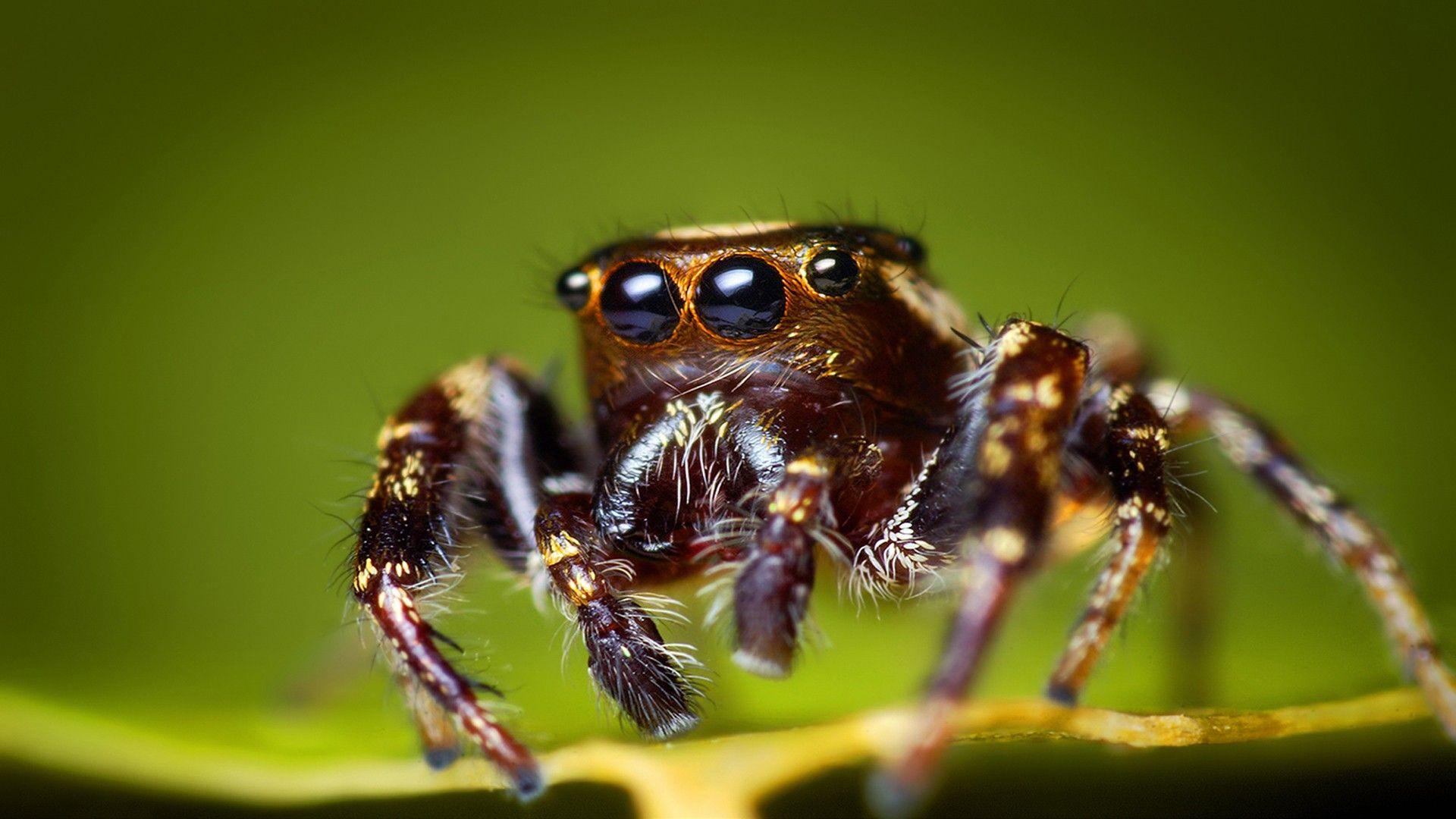 1920x1080 Fantastic HD Spider Wallpaper