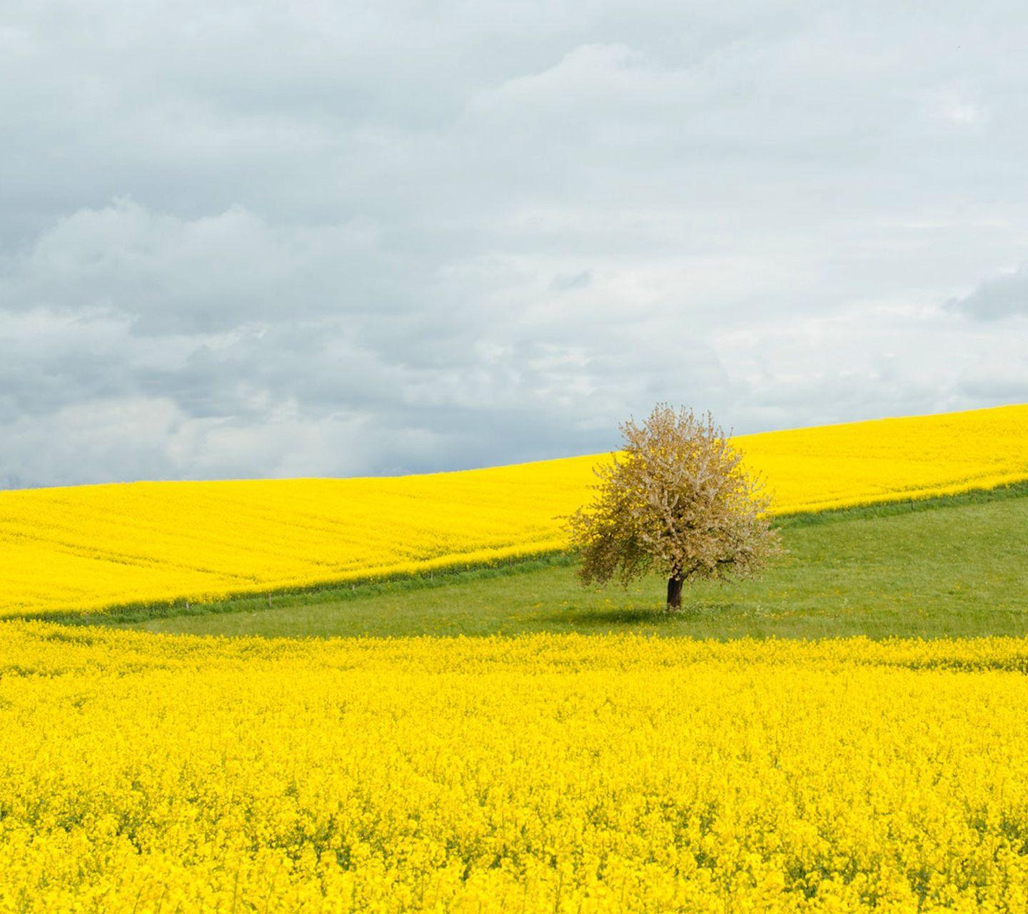 1440x1280 Wallpaper Yellow summer field