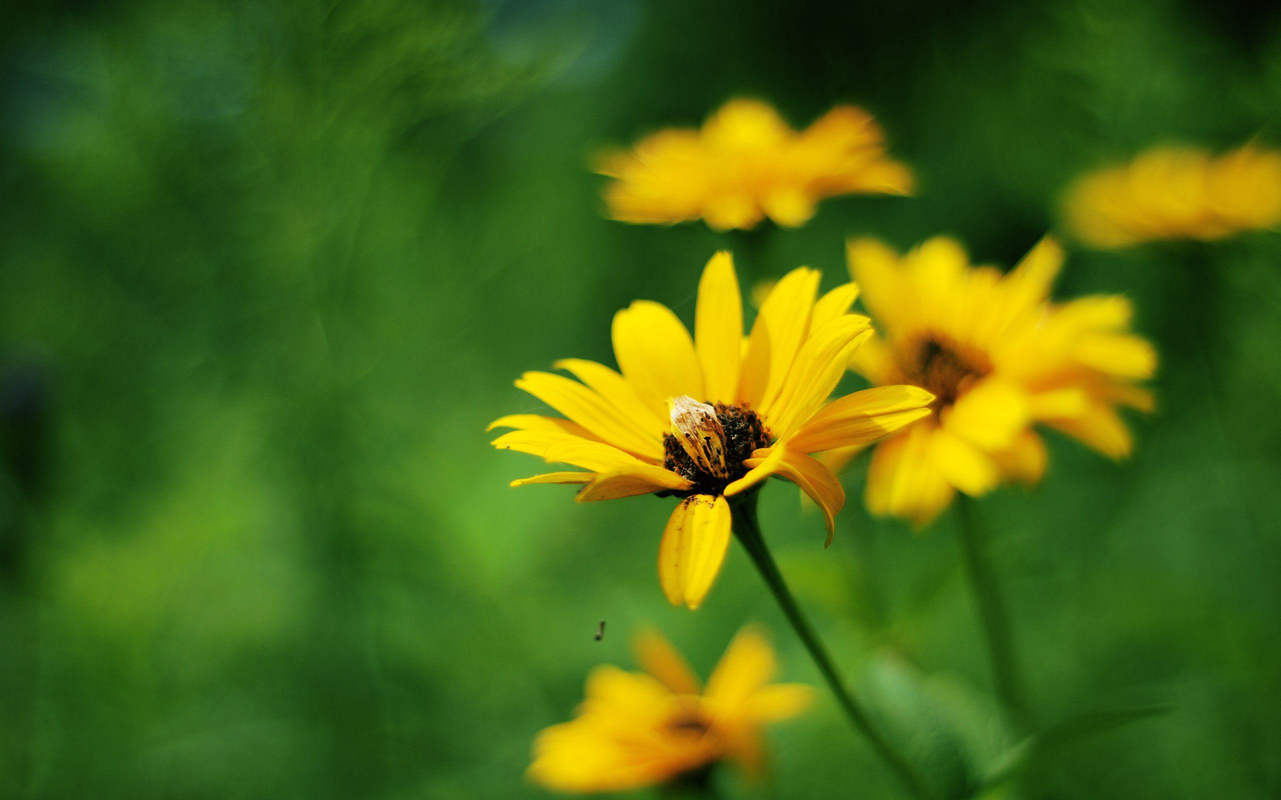 2560x1600 Yellow Summer Flowers # 2560x1600. All For Desktop