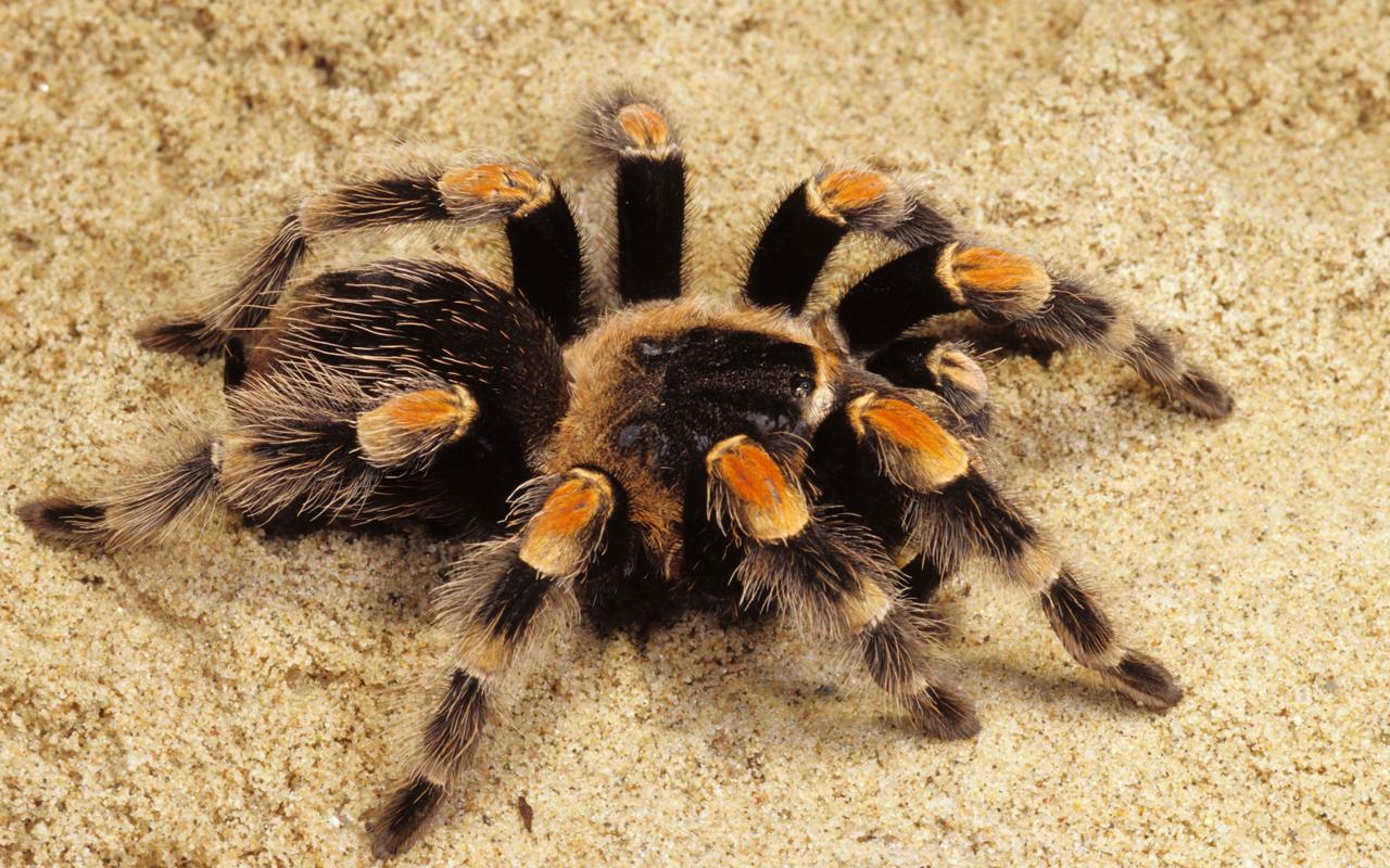 1280x800 Spider Wallpaper for Android